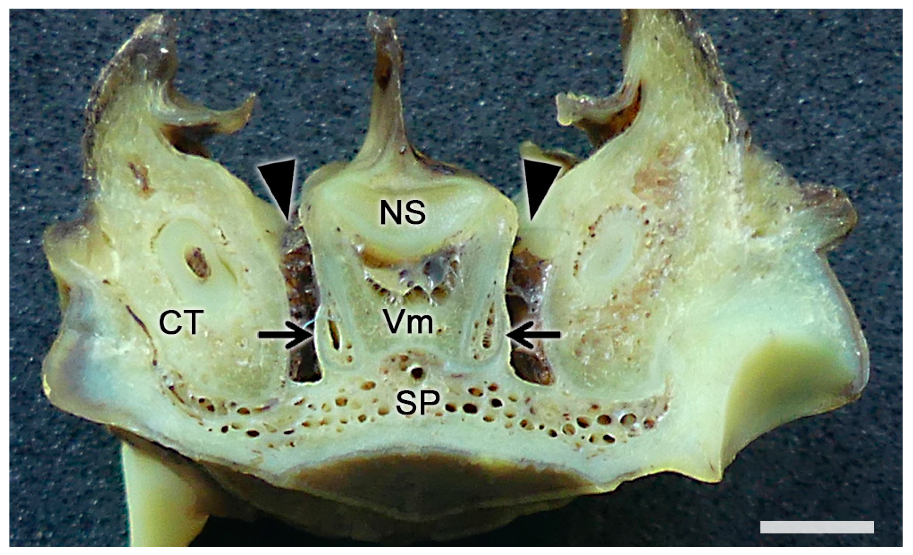 Anatomia 02 00031 g012