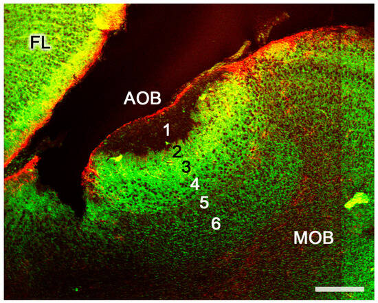 Anatomia 02 00031 g013