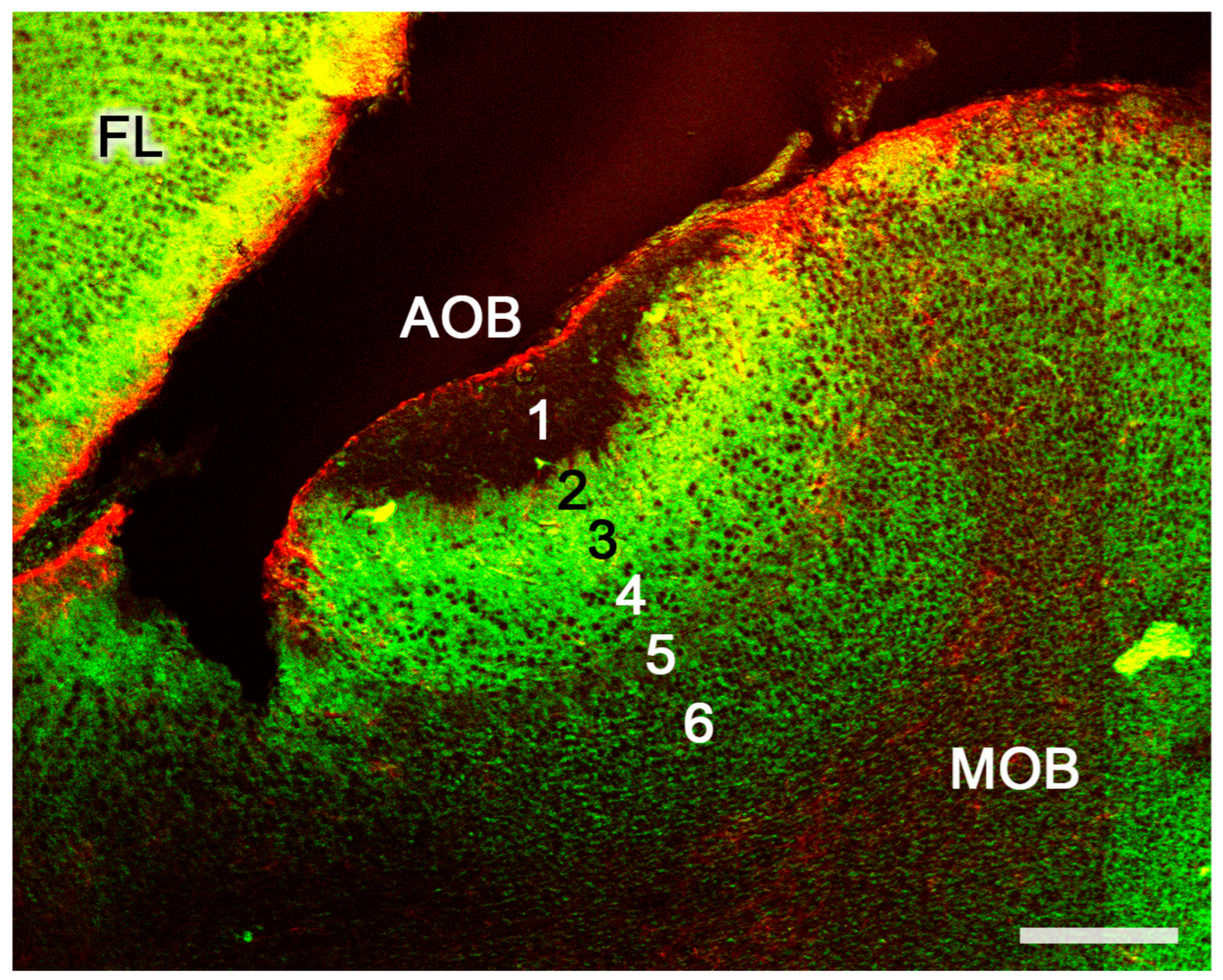 Anatomia 02 00031 g013