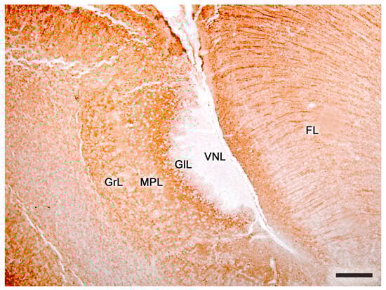 Anatomia 02 00031 g014
