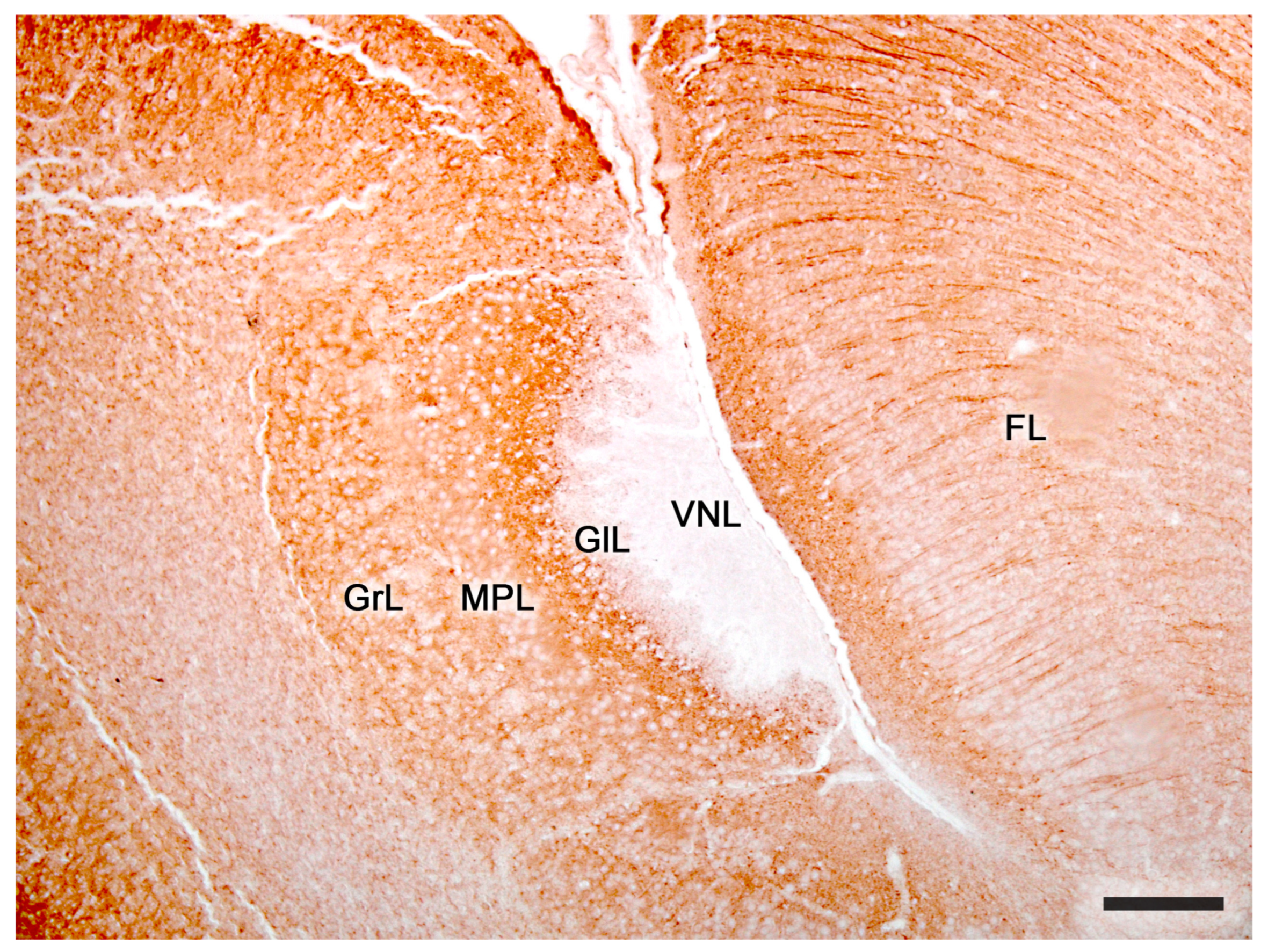 Anatomia 02 00031 g014