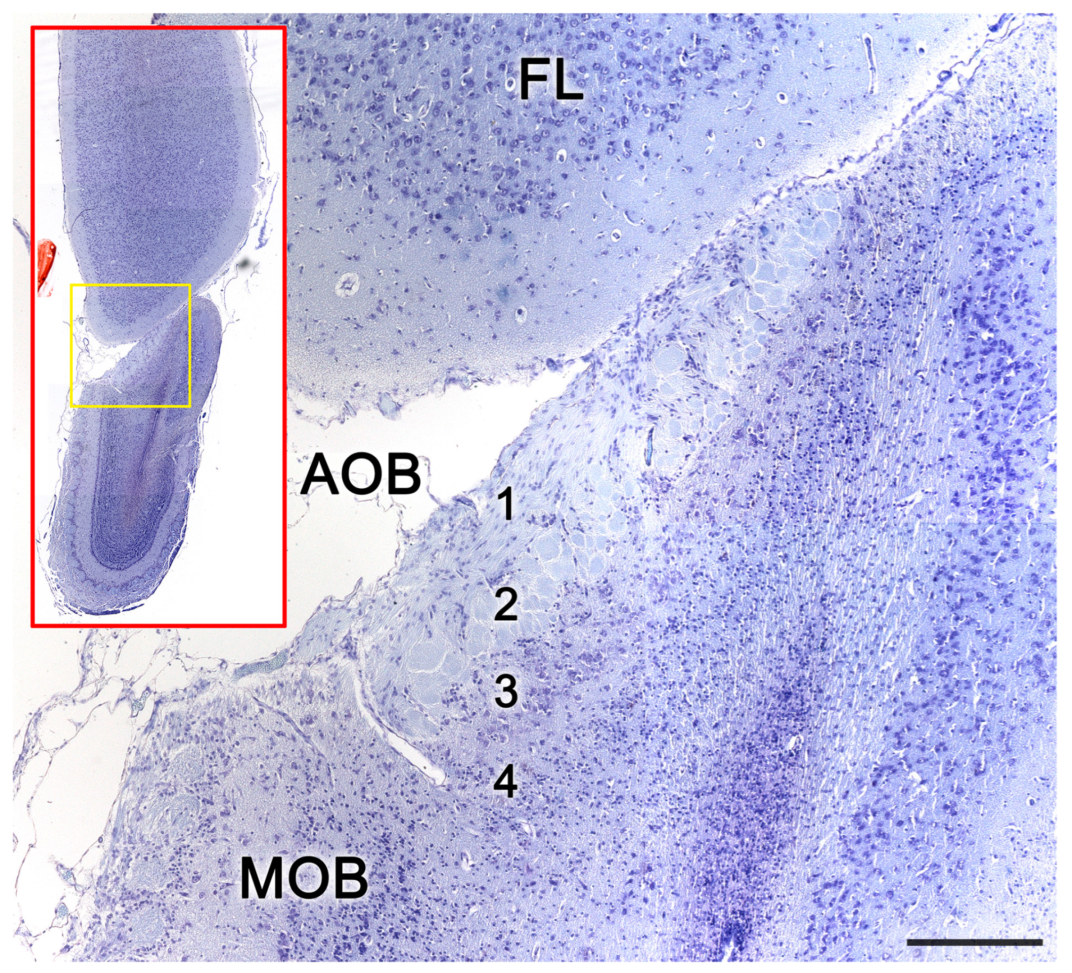 Anatomia 02 00031 g015