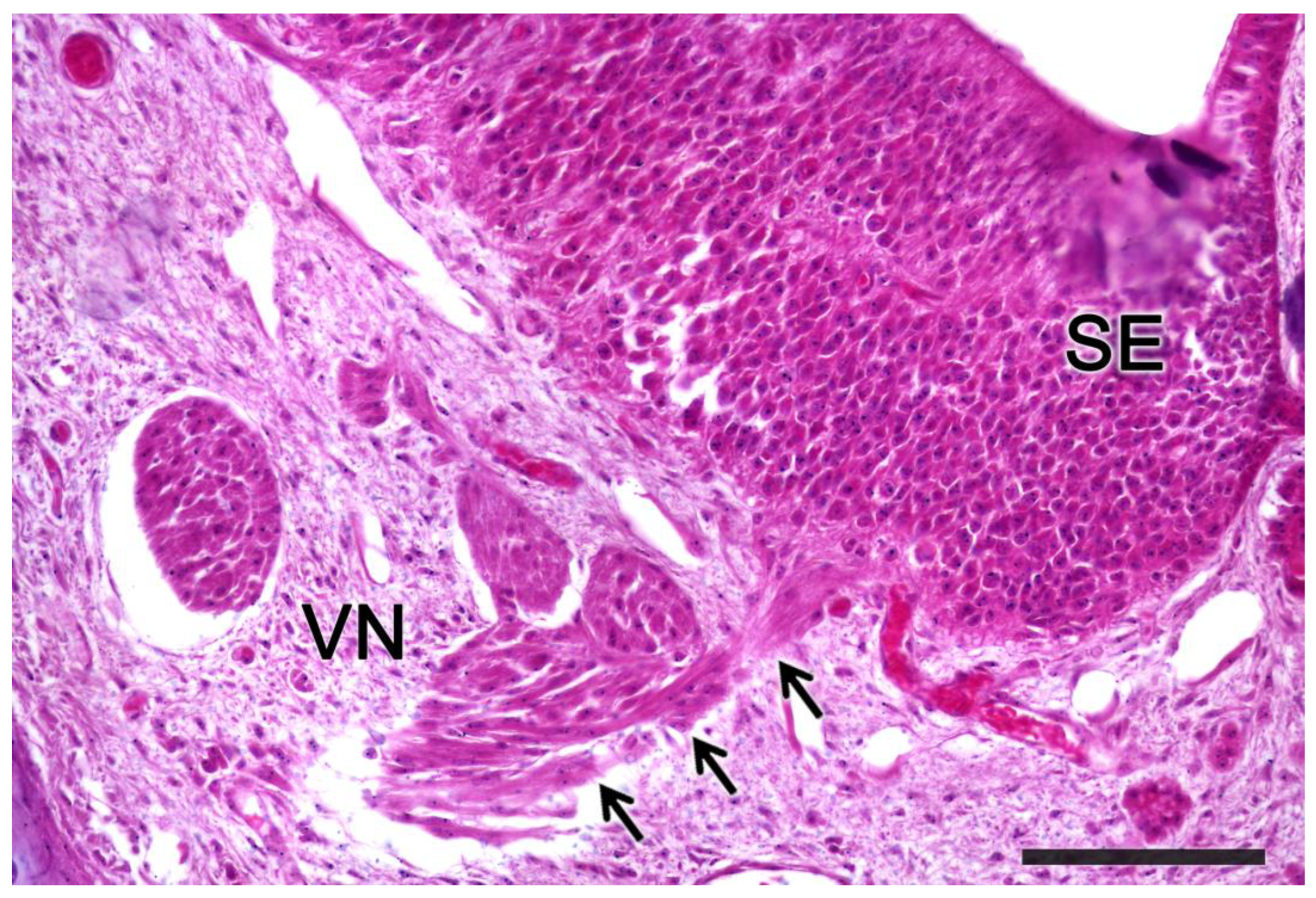 Anatomia 02 00031 g018