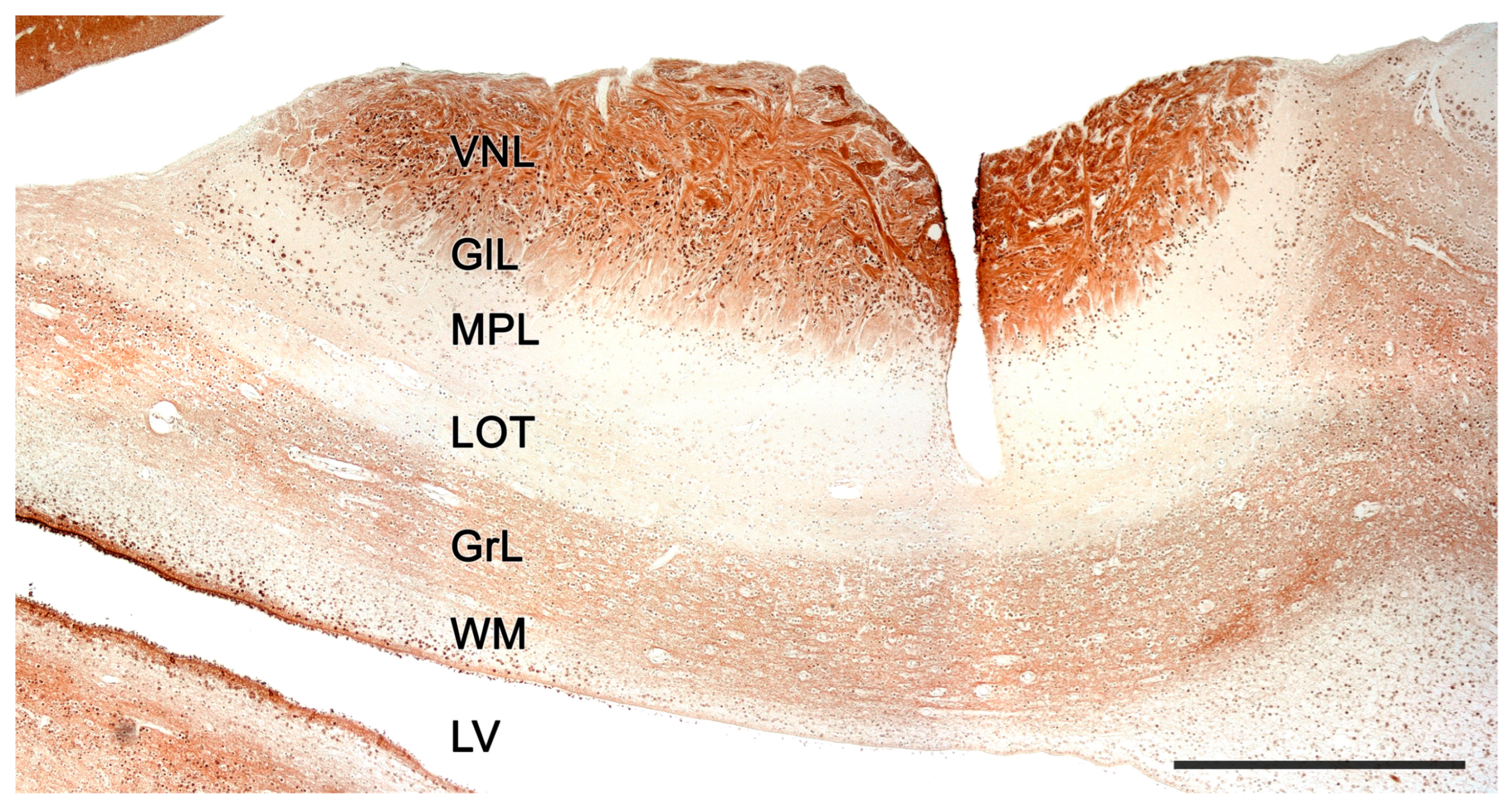 Anatomia 02 00031 g019