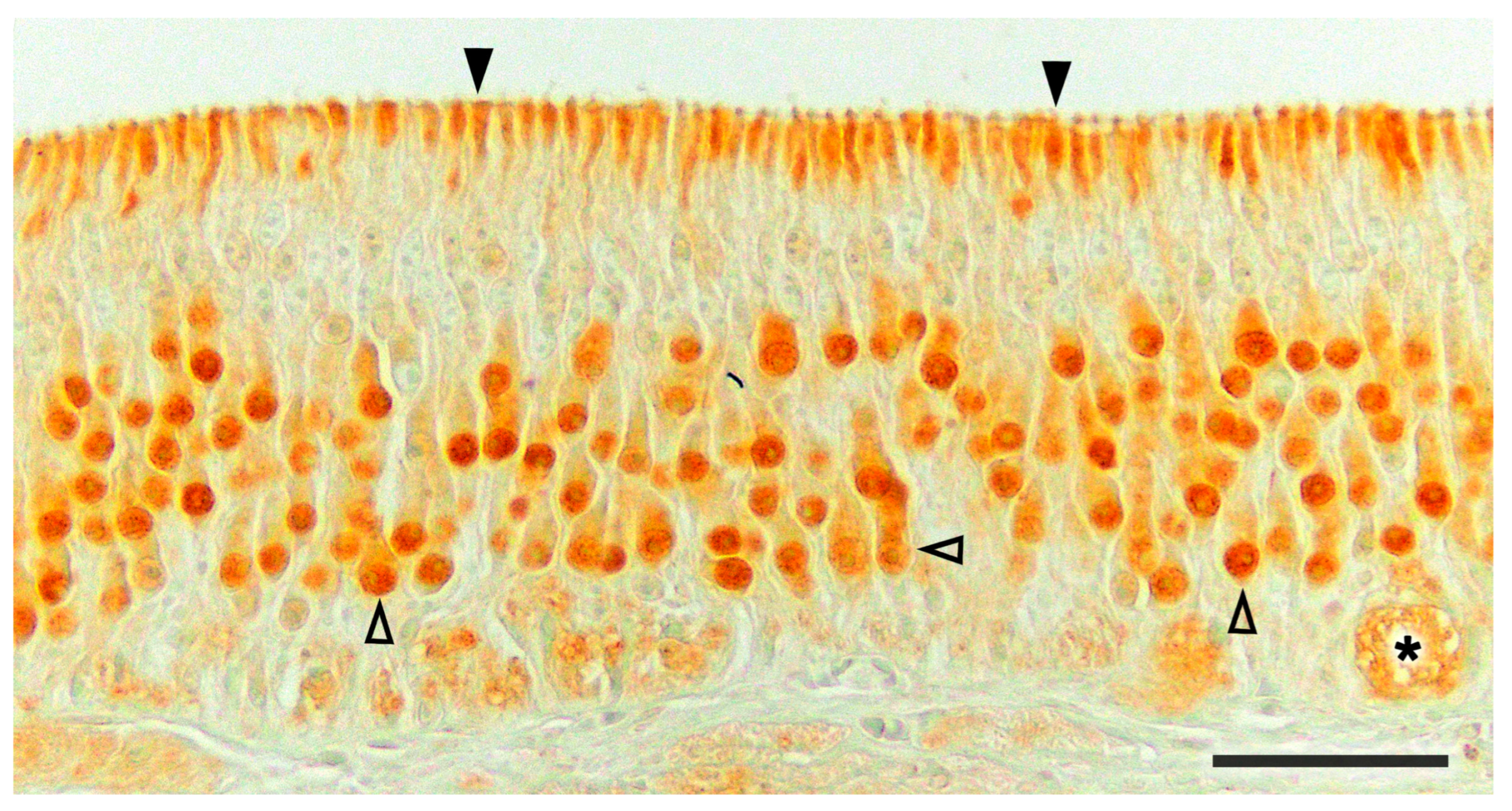 Anatomia 02 00031 g022