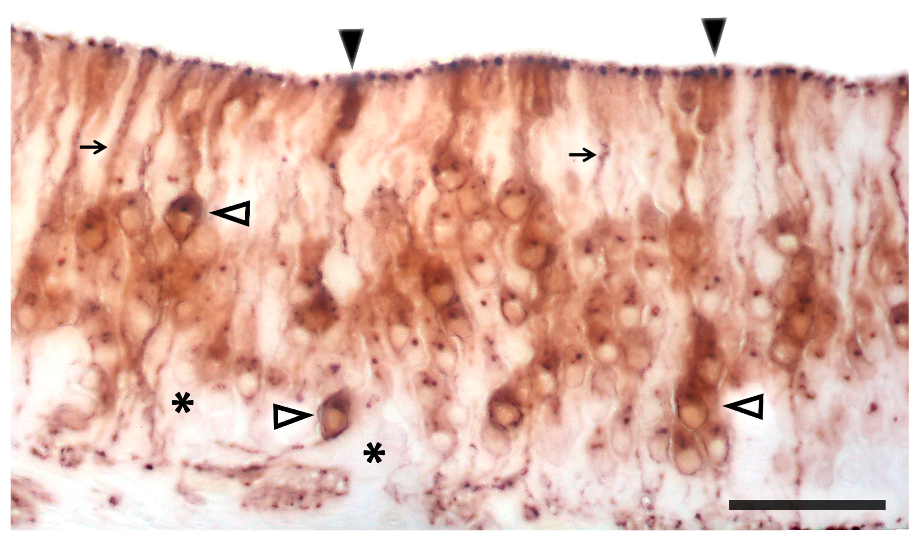 Anatomia 02 00031 g023