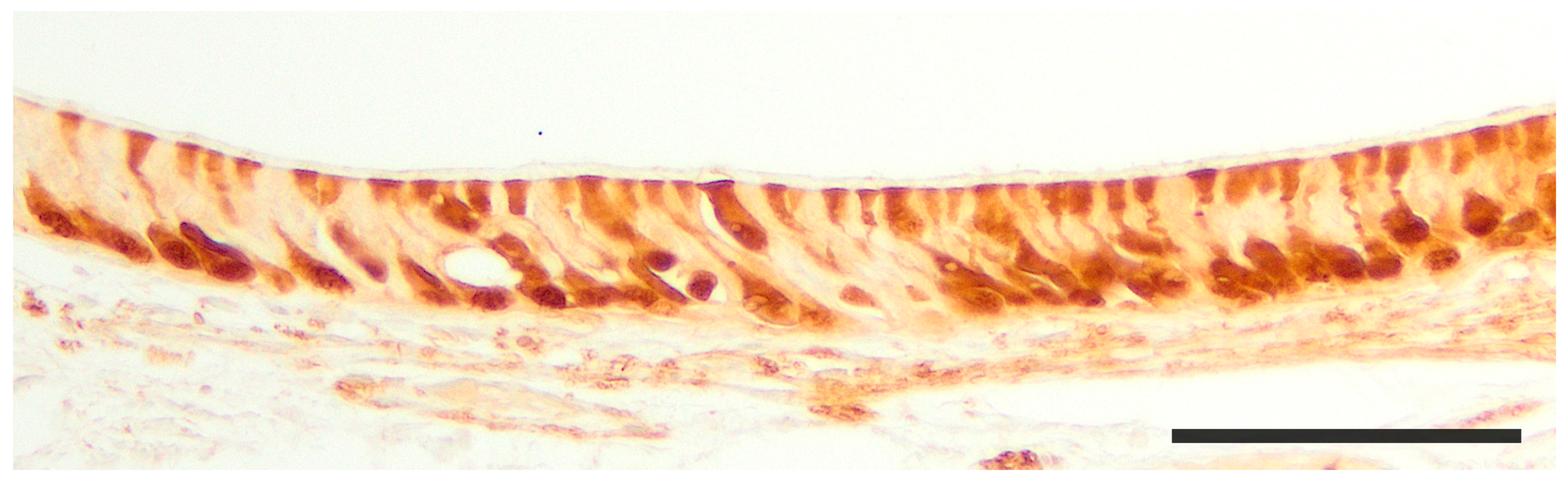 Anatomia 02 00031 g027