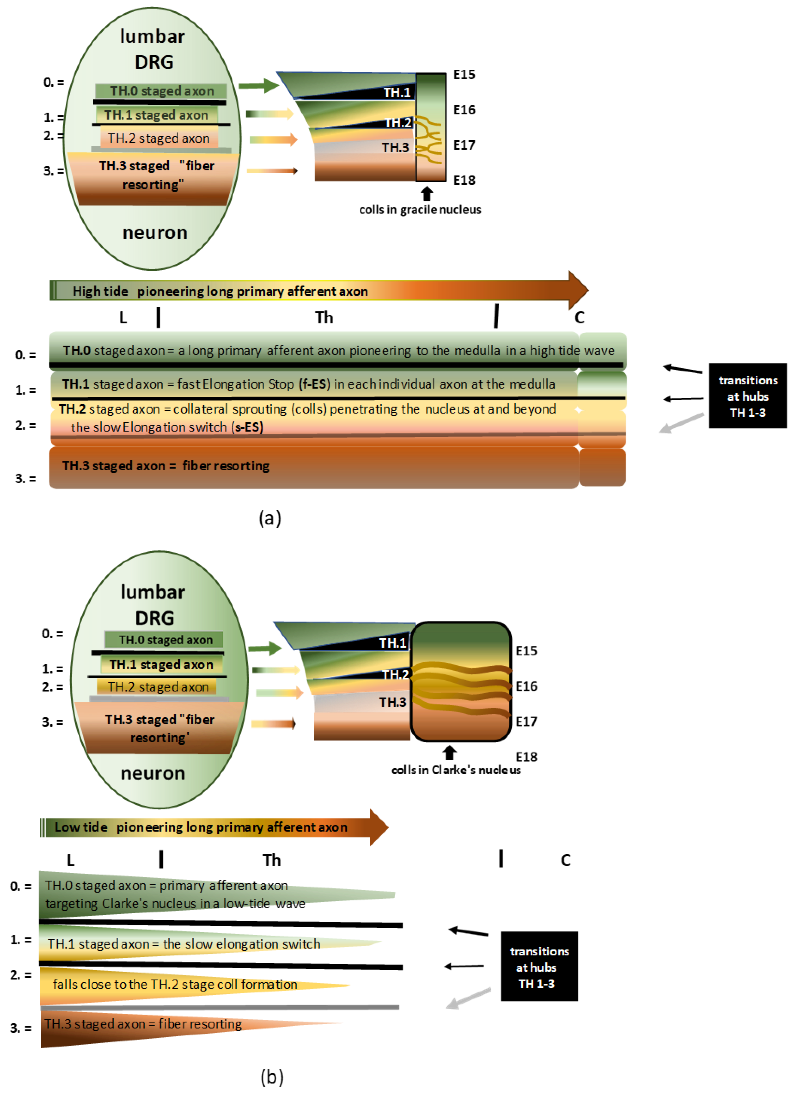 Anatomia 02 00032 g001