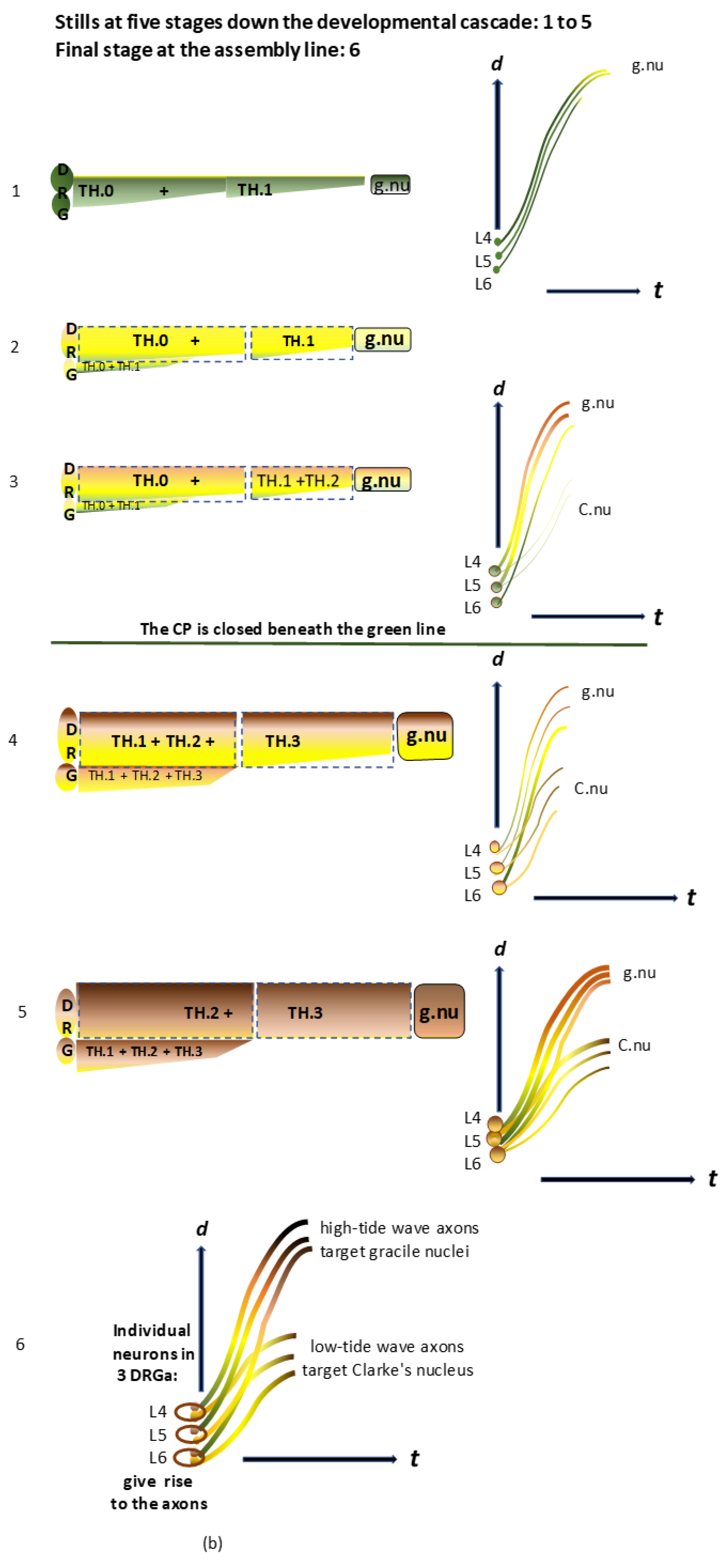 Anatomia 02 00032 g002b