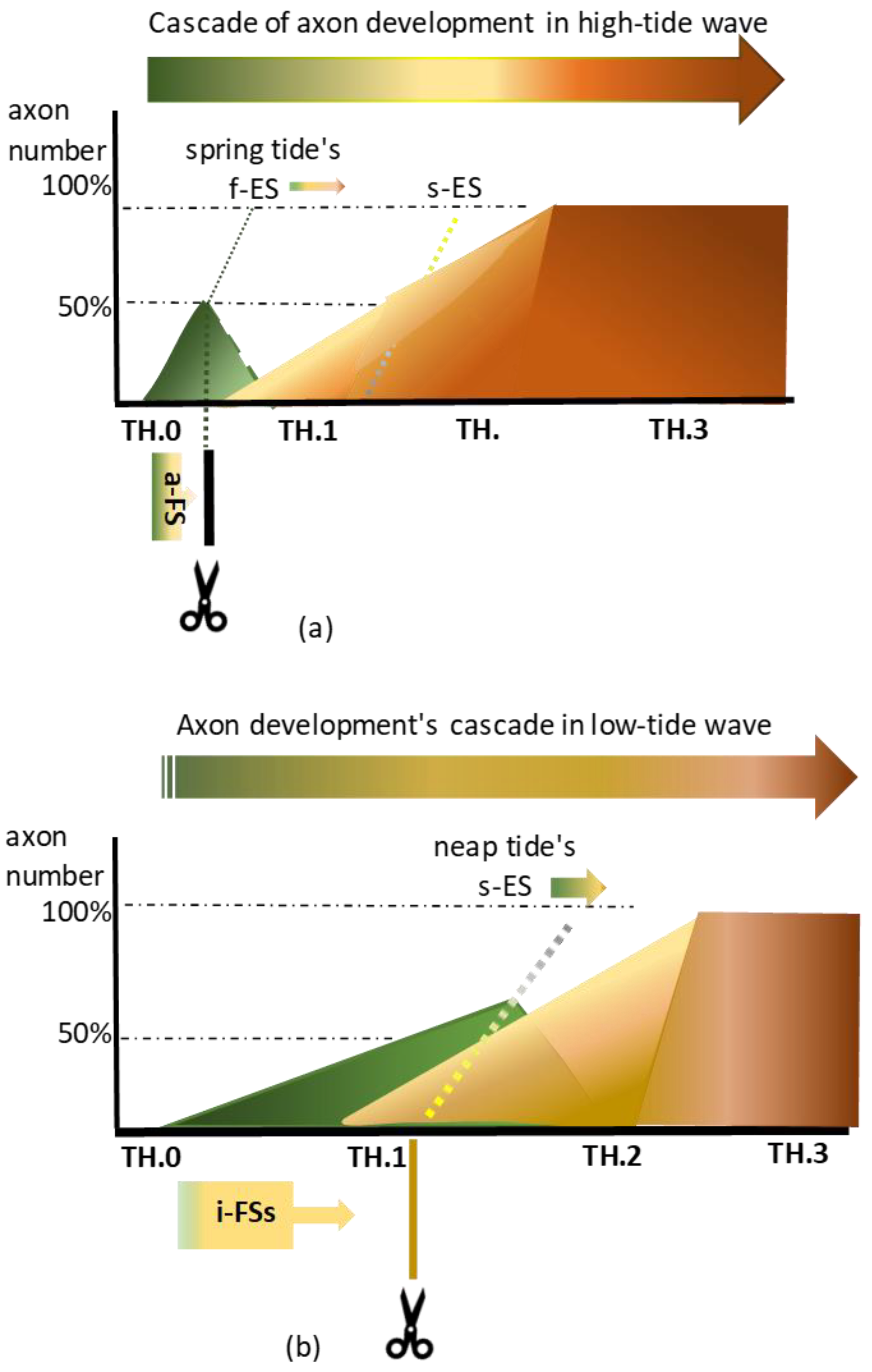 Anatomia 02 00032 g003
