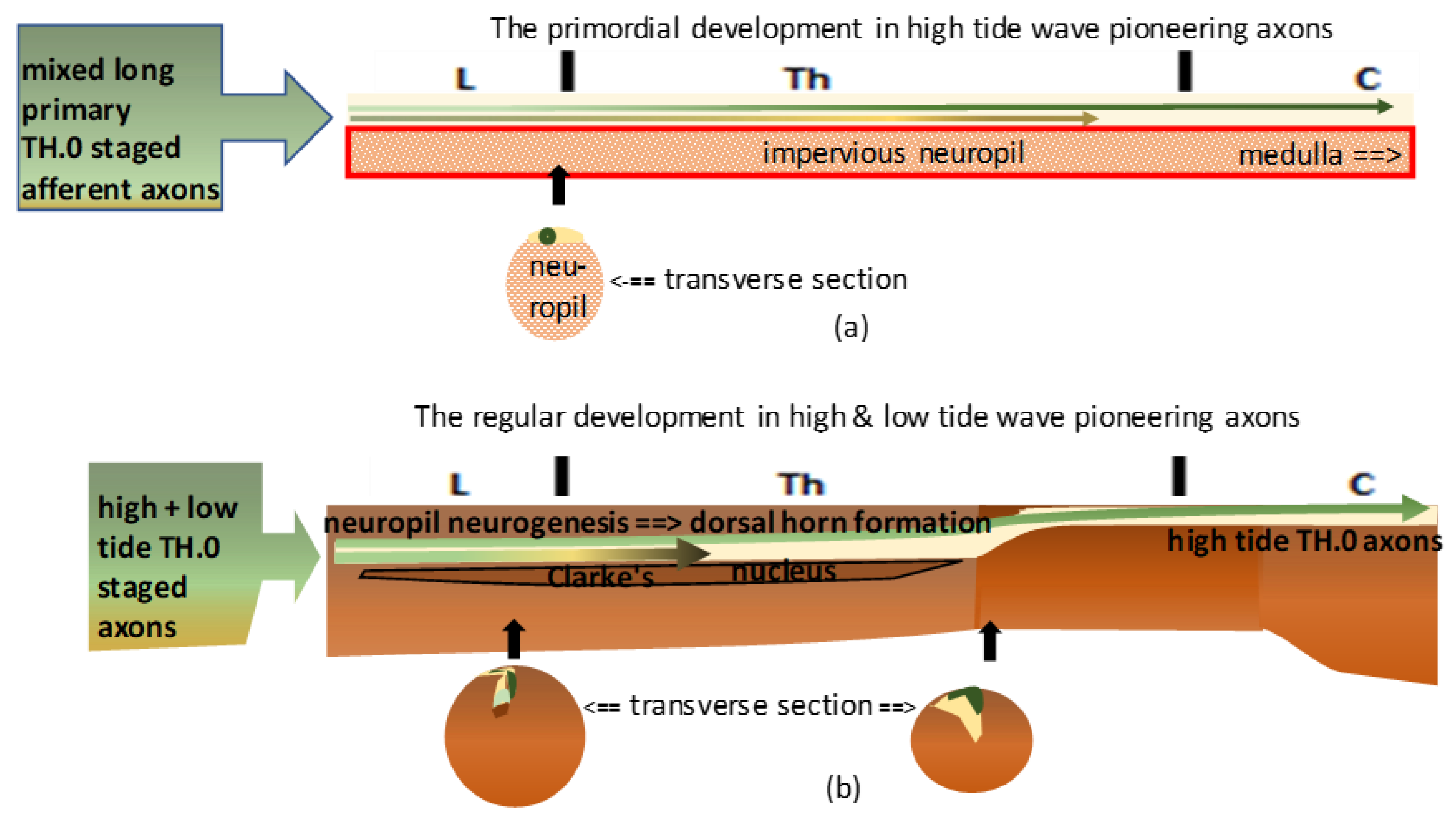 Anatomia 02 00032 g004