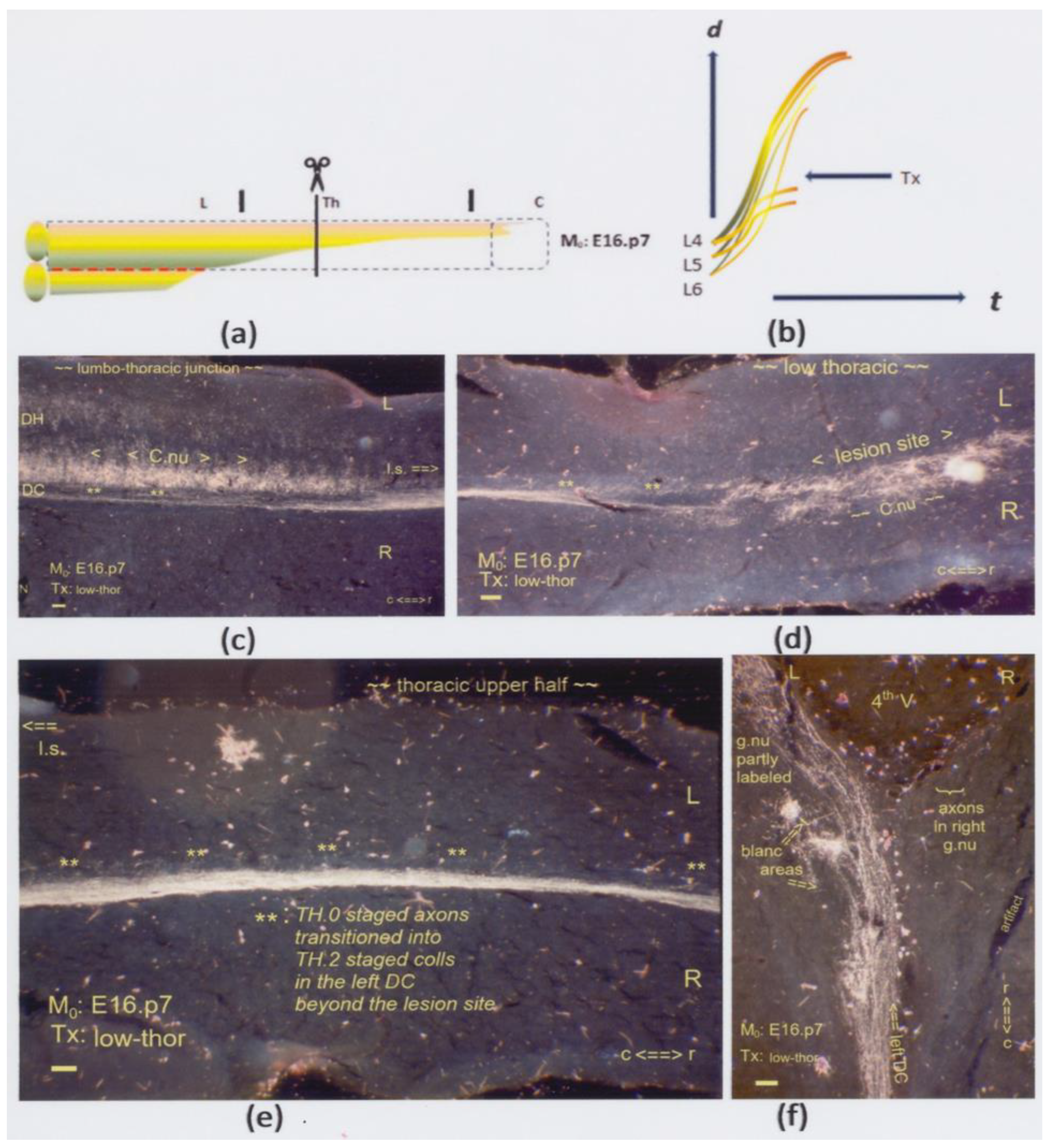 Anatomia 02 00032 g005