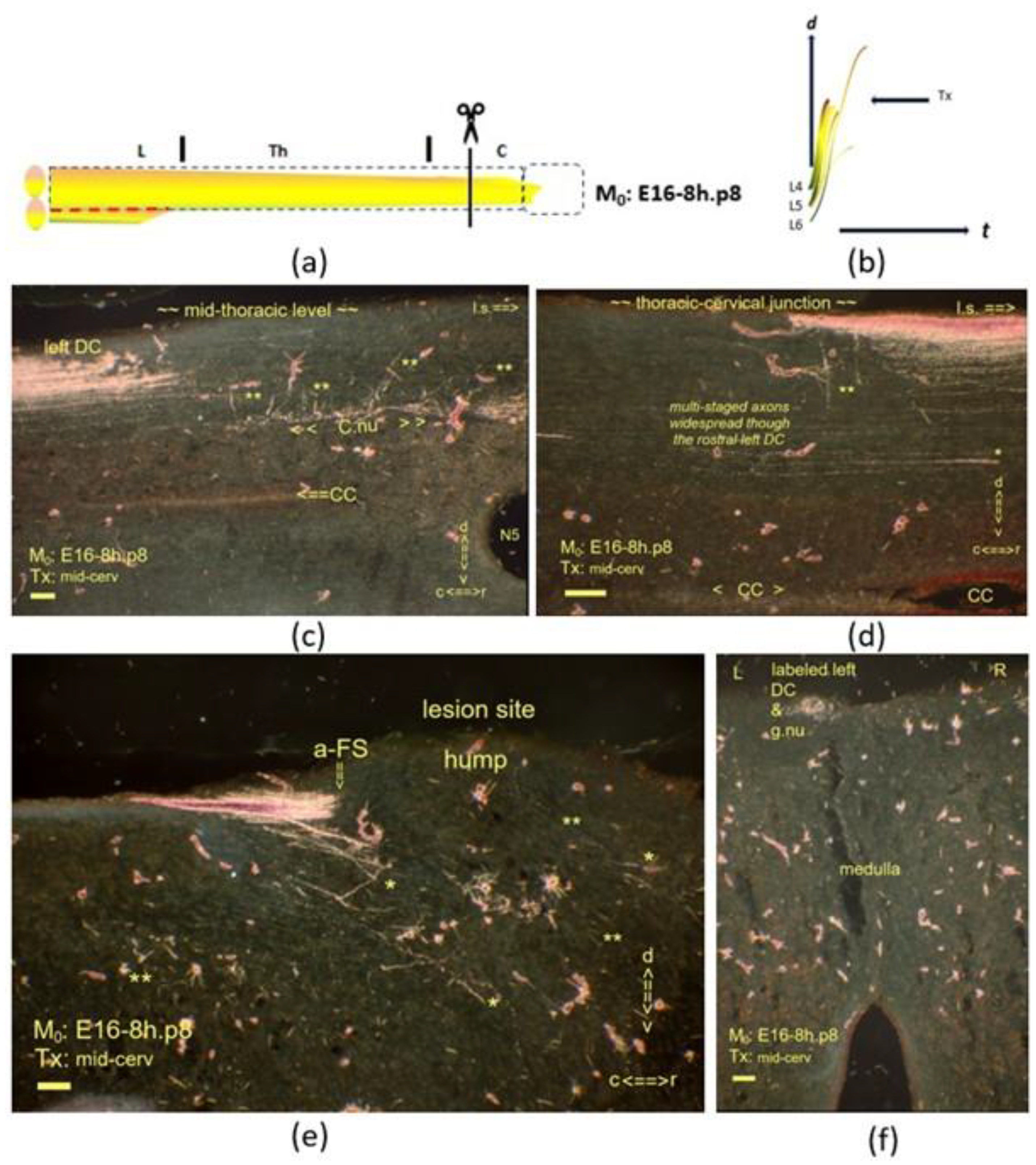 Anatomia 02 00032 g007
