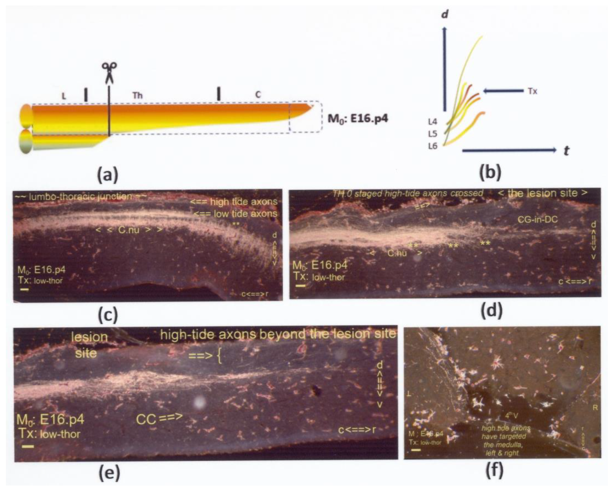 Anatomia 02 00032 g008