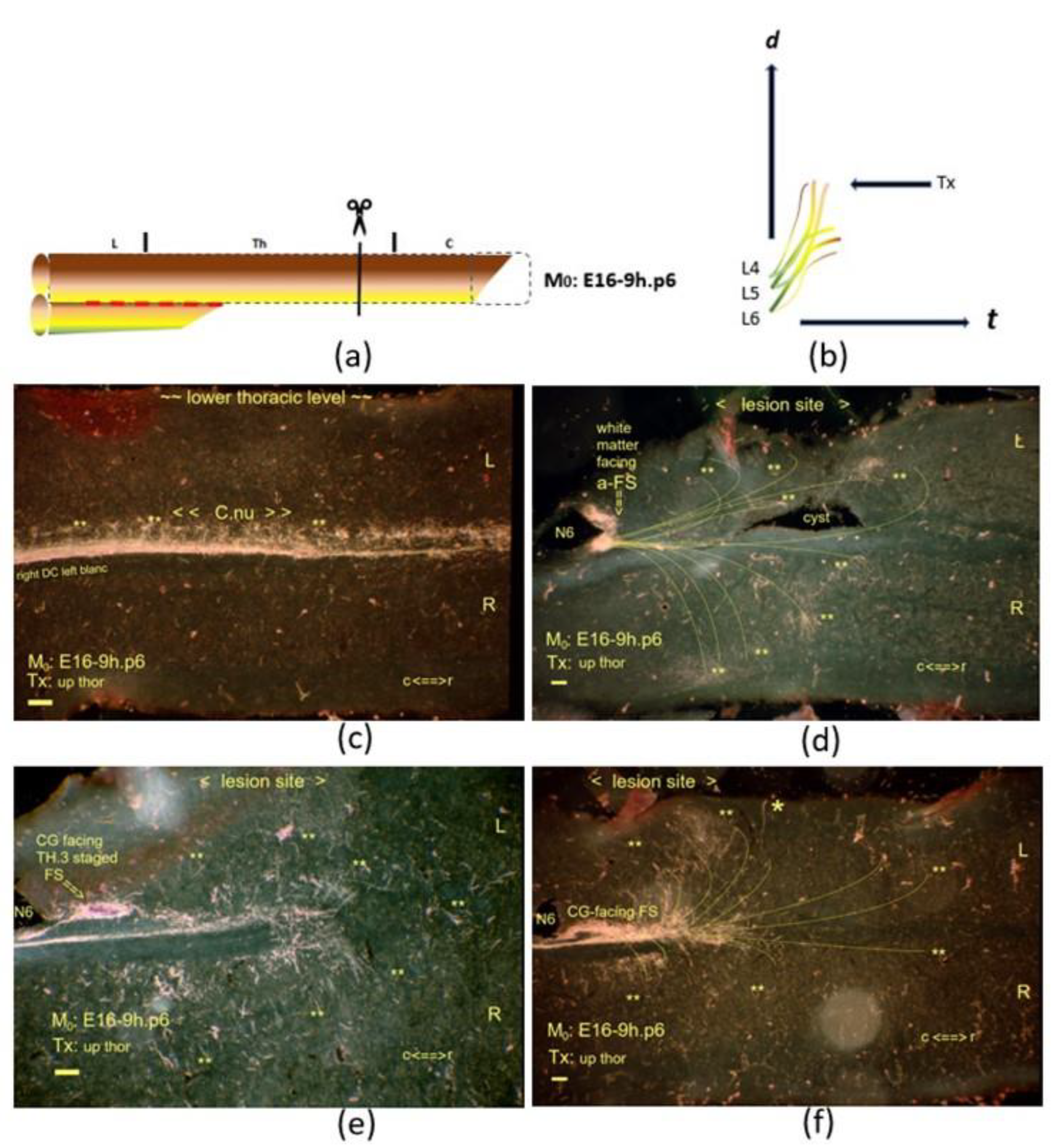 Anatomia 02 00032 g009