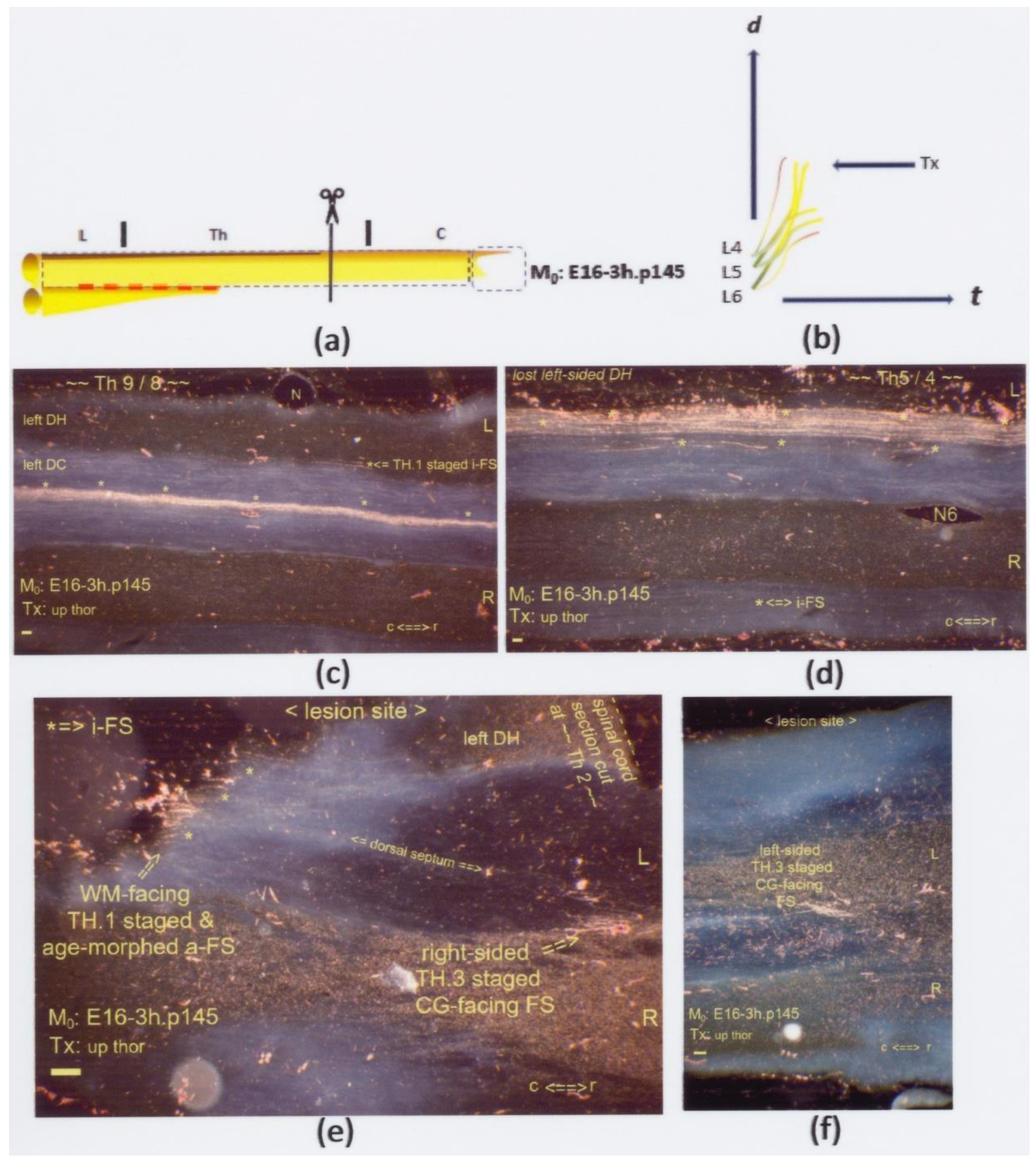 Anatomia 02 00032 g010