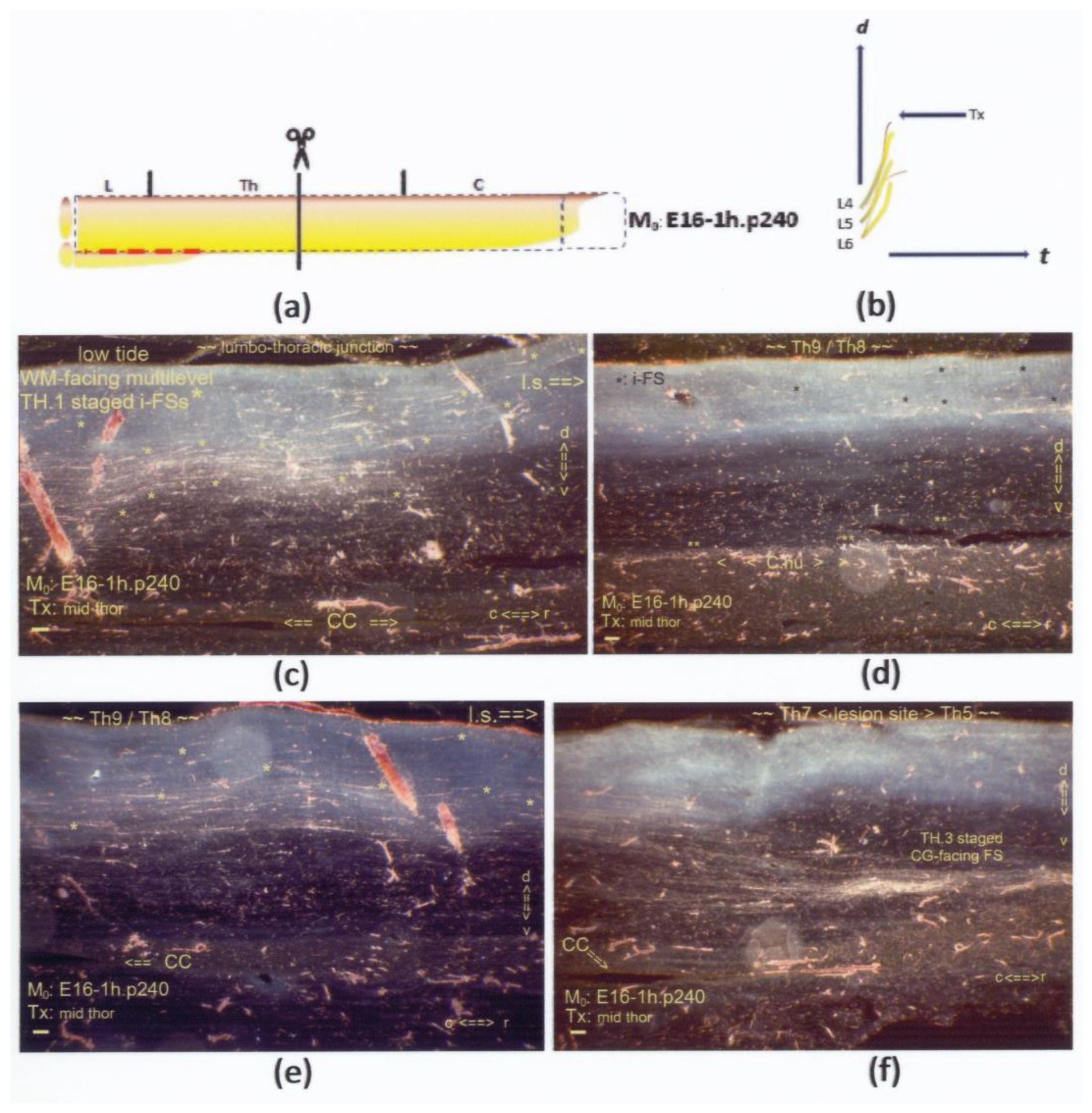 Anatomia 02 00032 g011