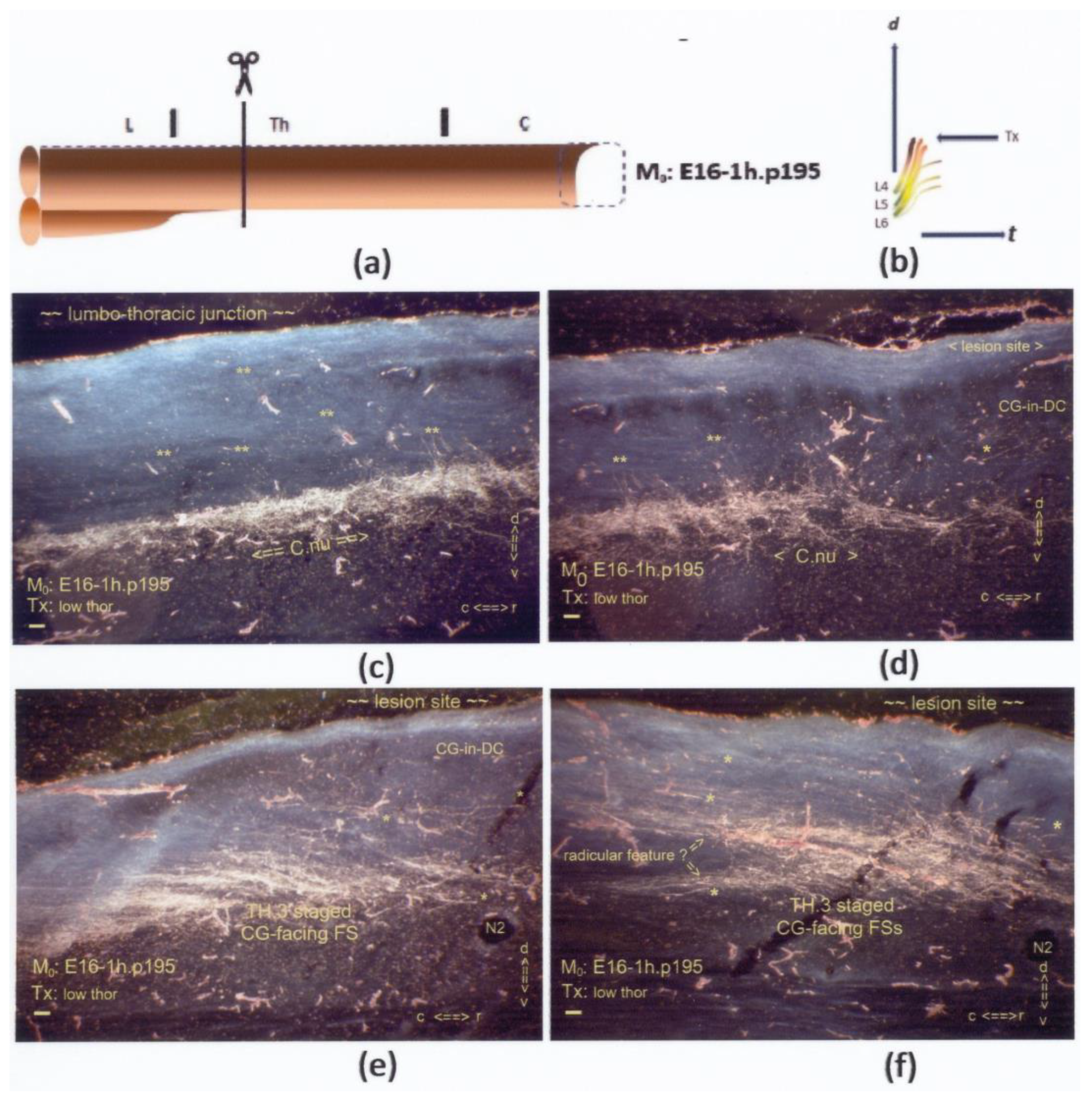 Anatomia 02 00032 g013