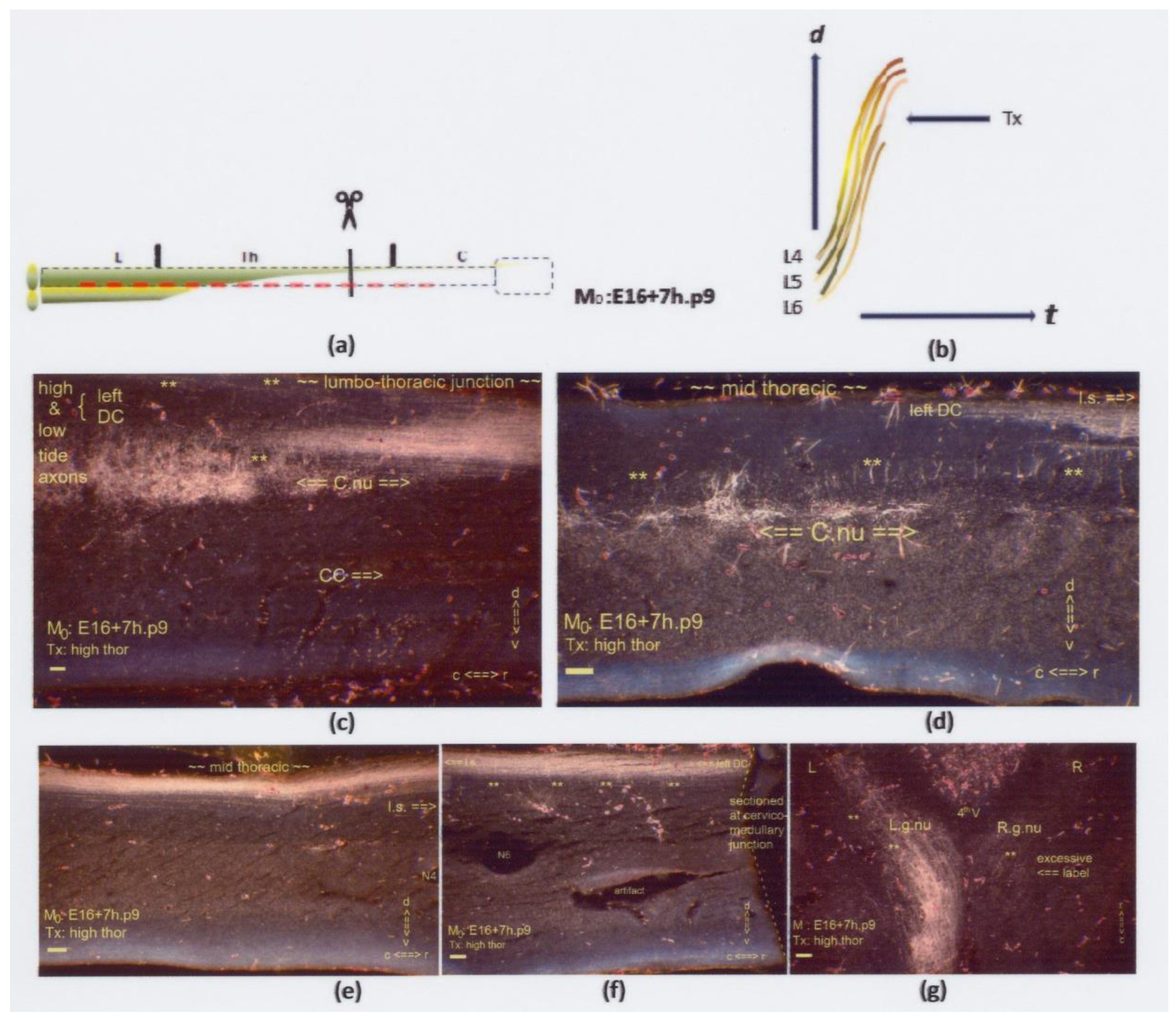 Anatomia 02 00032 g016