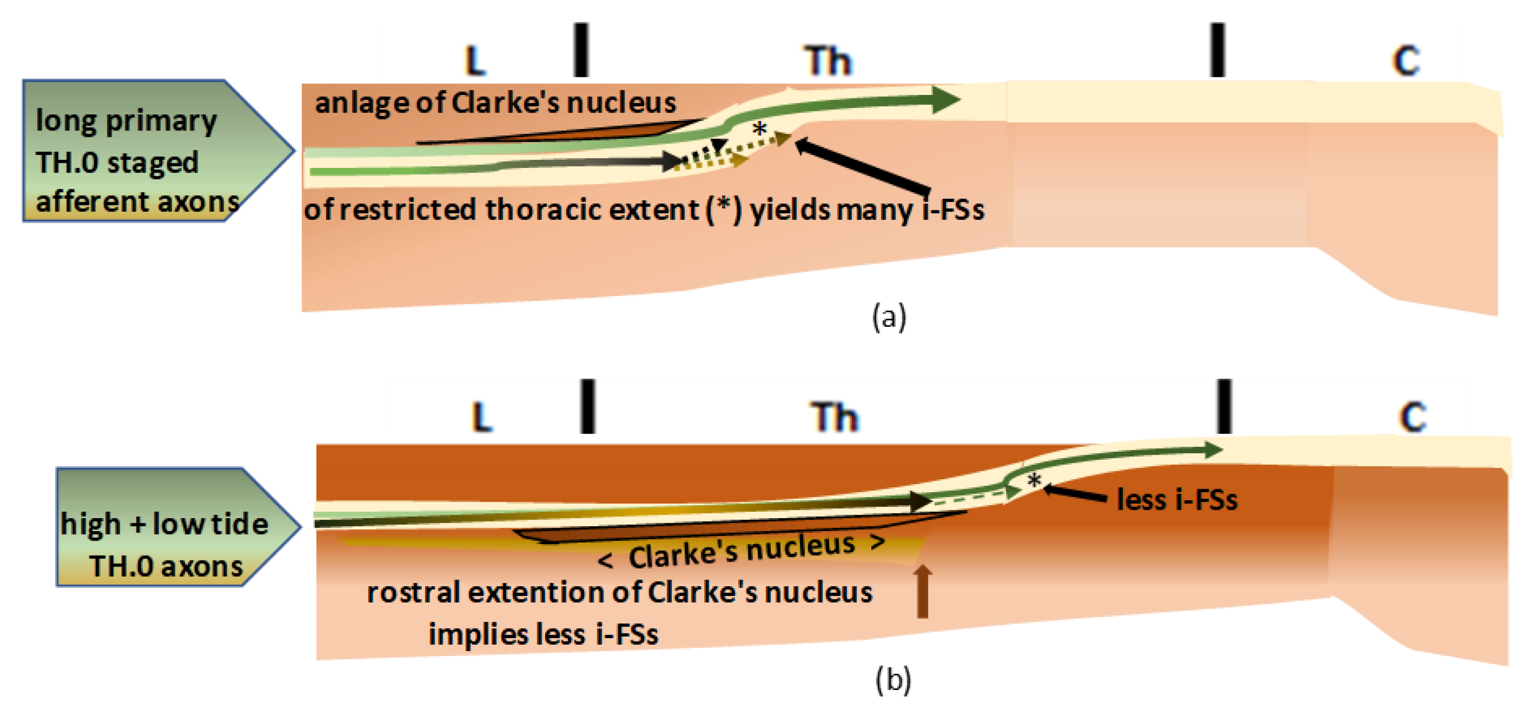 Anatomia 02 00032 g017