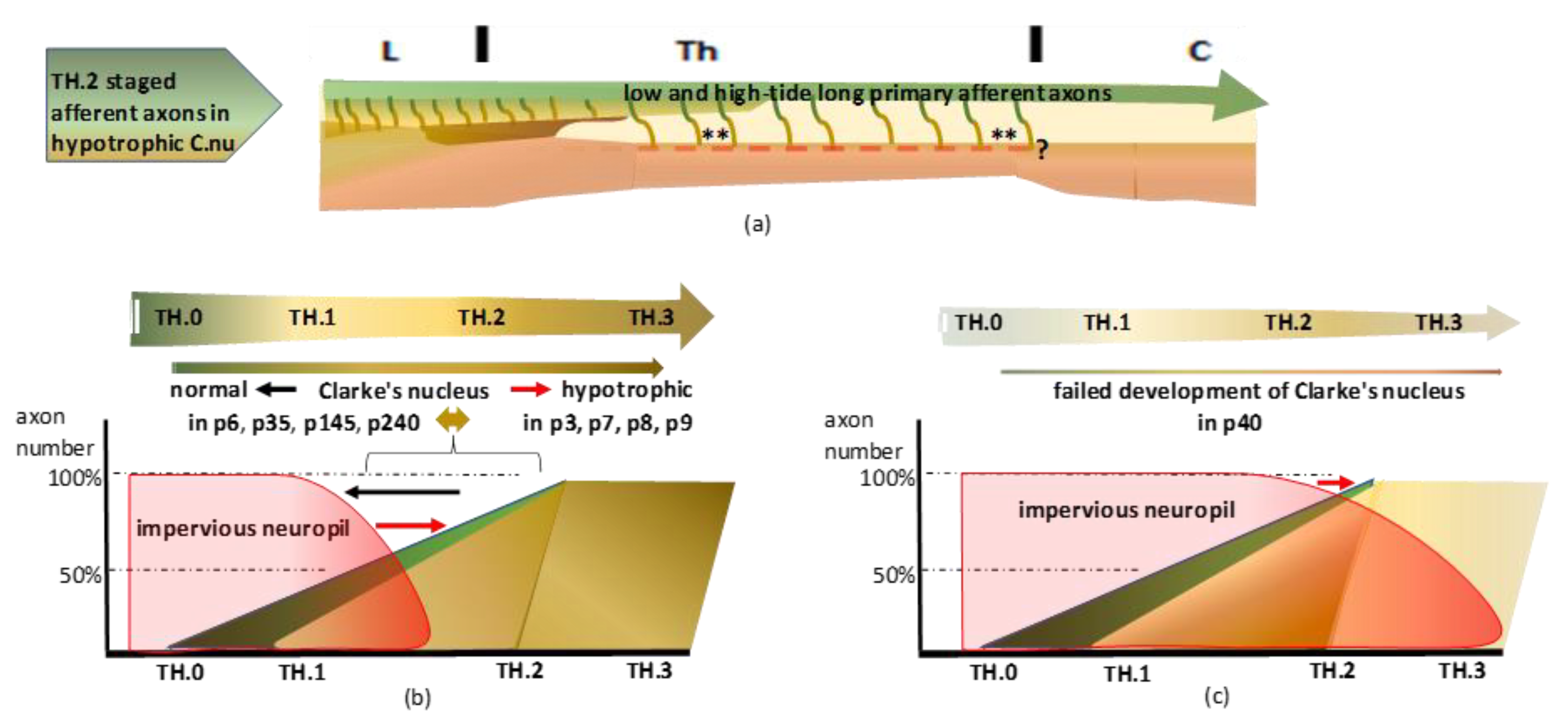 Anatomia 02 00032 g018