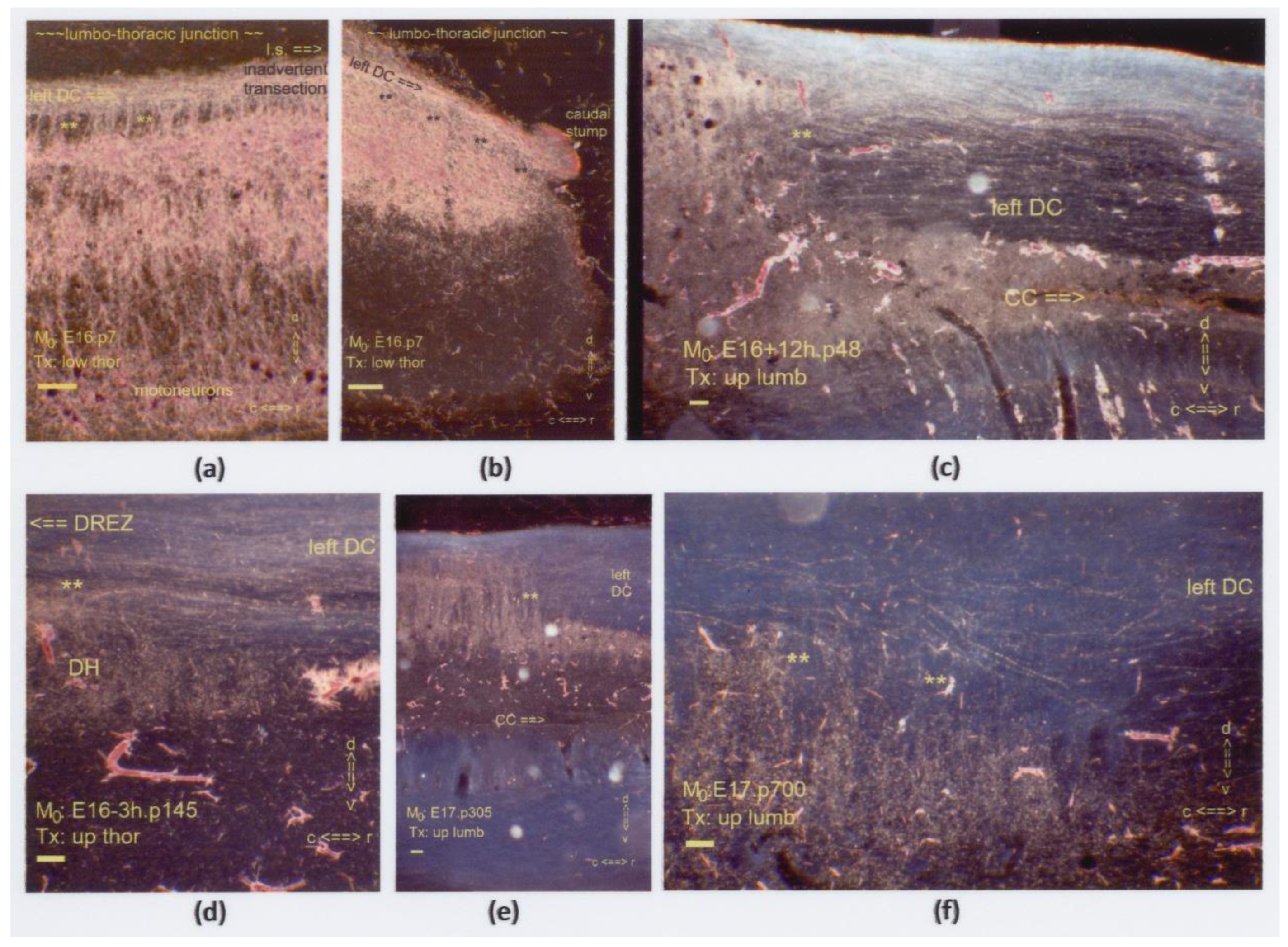 Anatomia 02 00032 g019