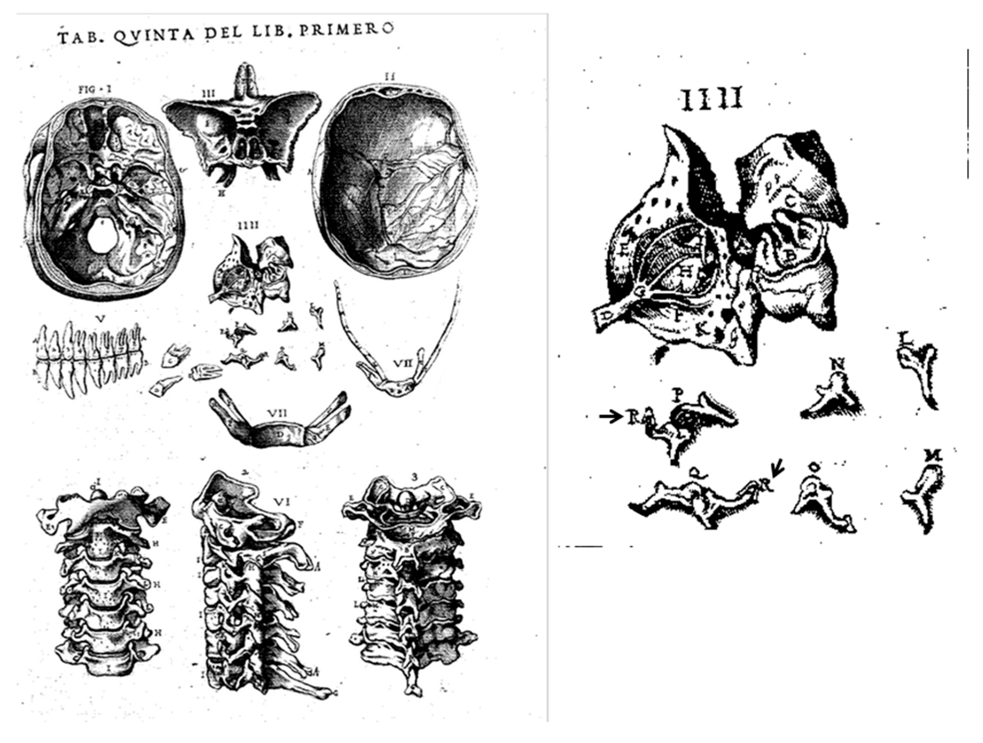 Anatomia 02 00033 g004