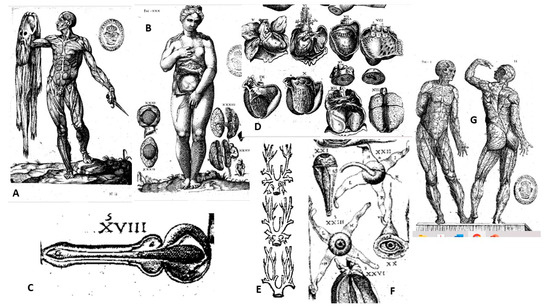 Anatomia 02 00033 g005