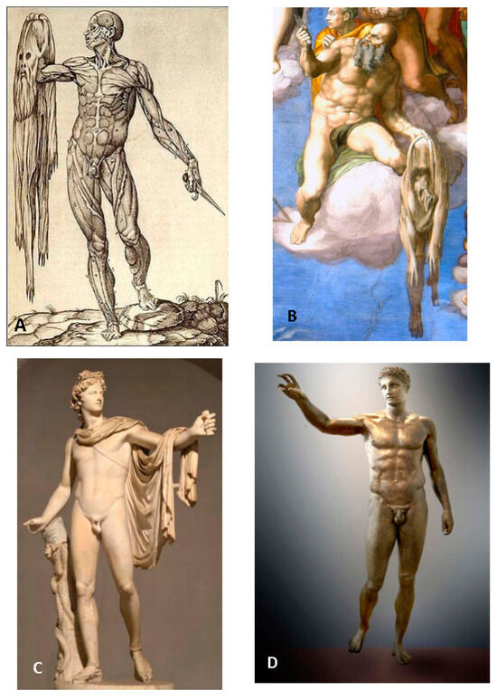 Anatomia 02 00033 g006