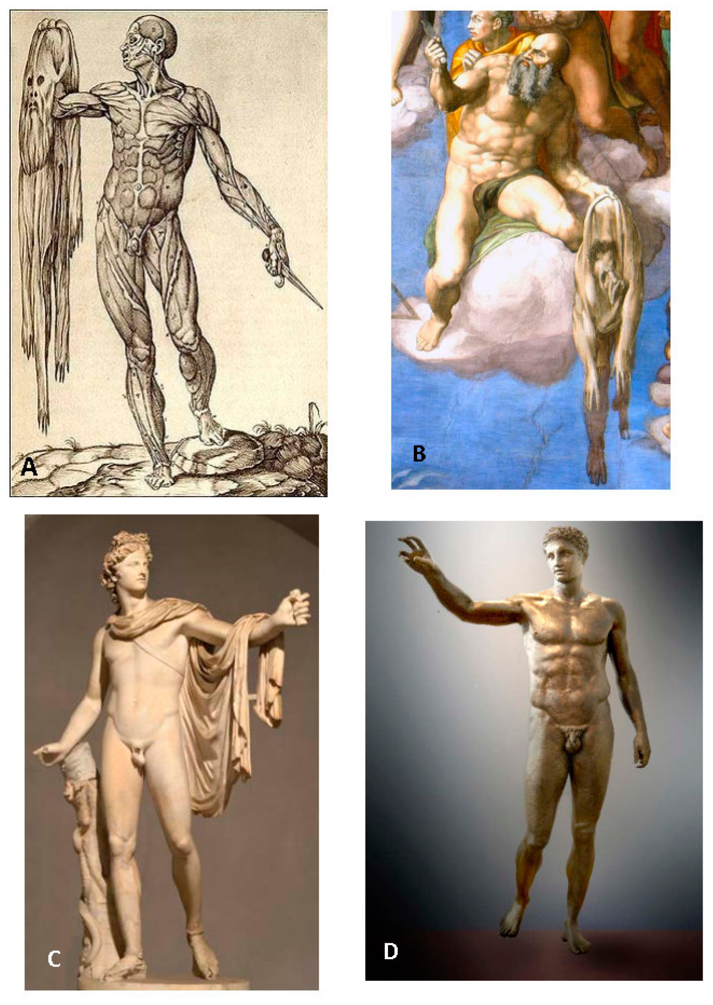 Anatomia 02 00033 g006