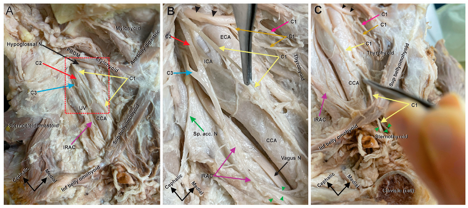 Anatomia 03 00002 g001