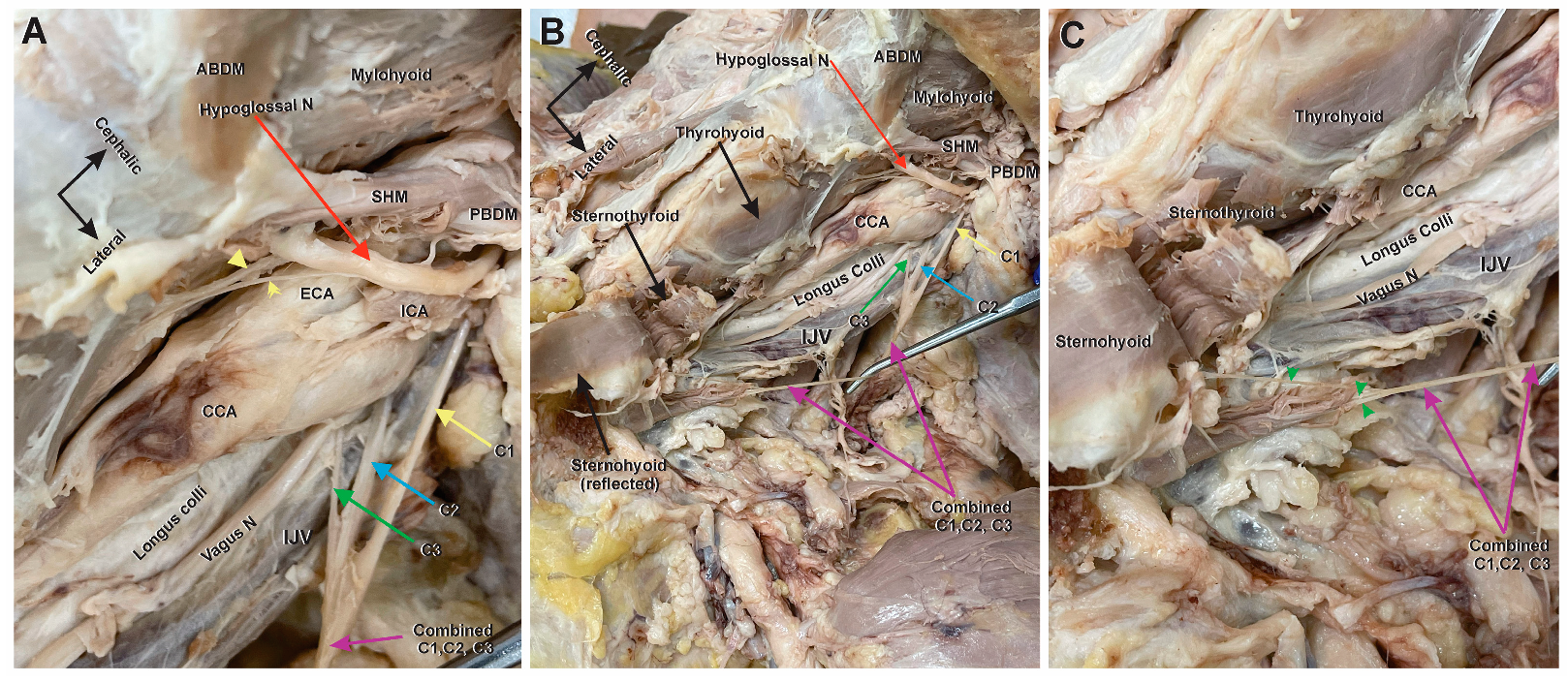 Anatomia 03 00002 g002