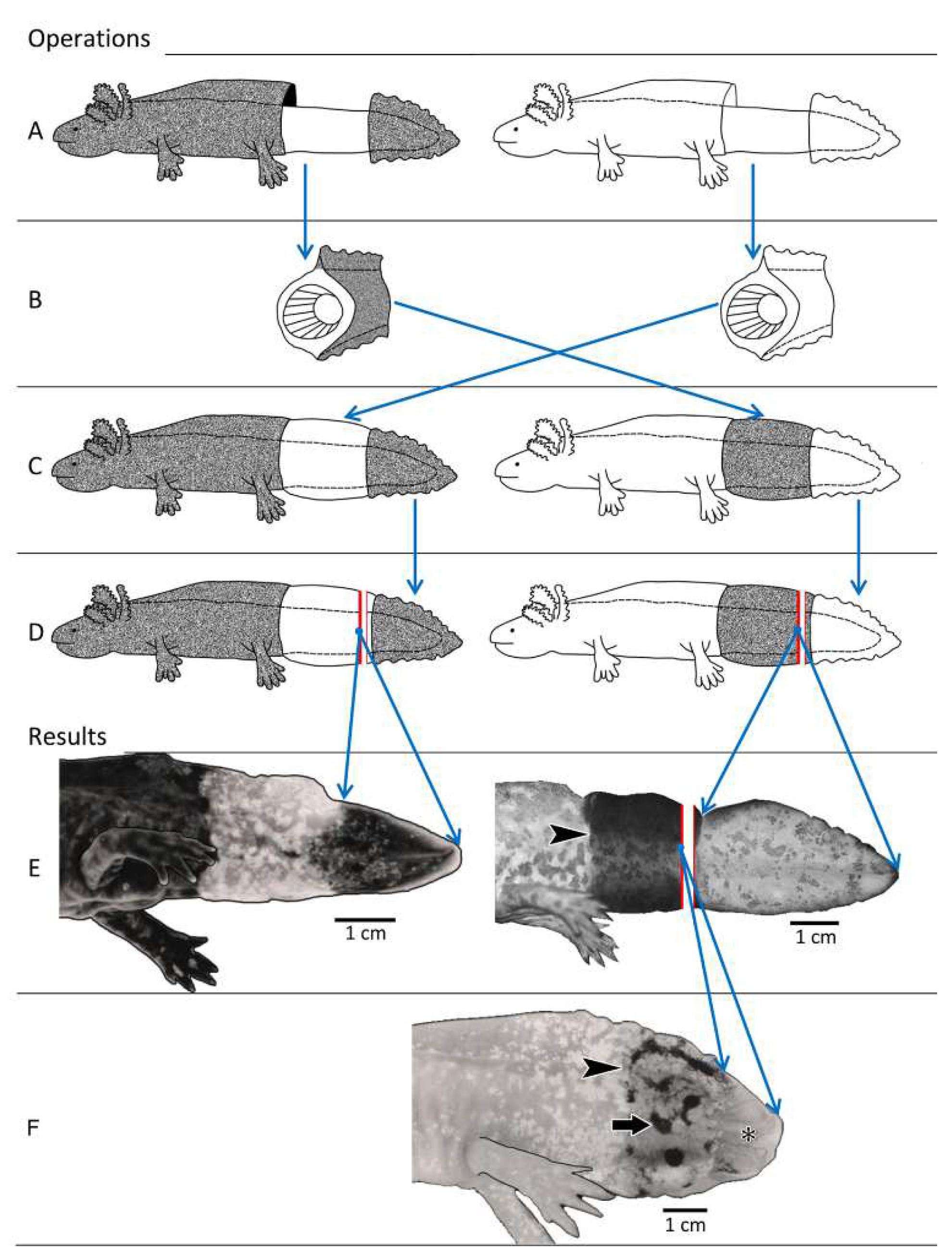 Anatomia 03 00004 g001