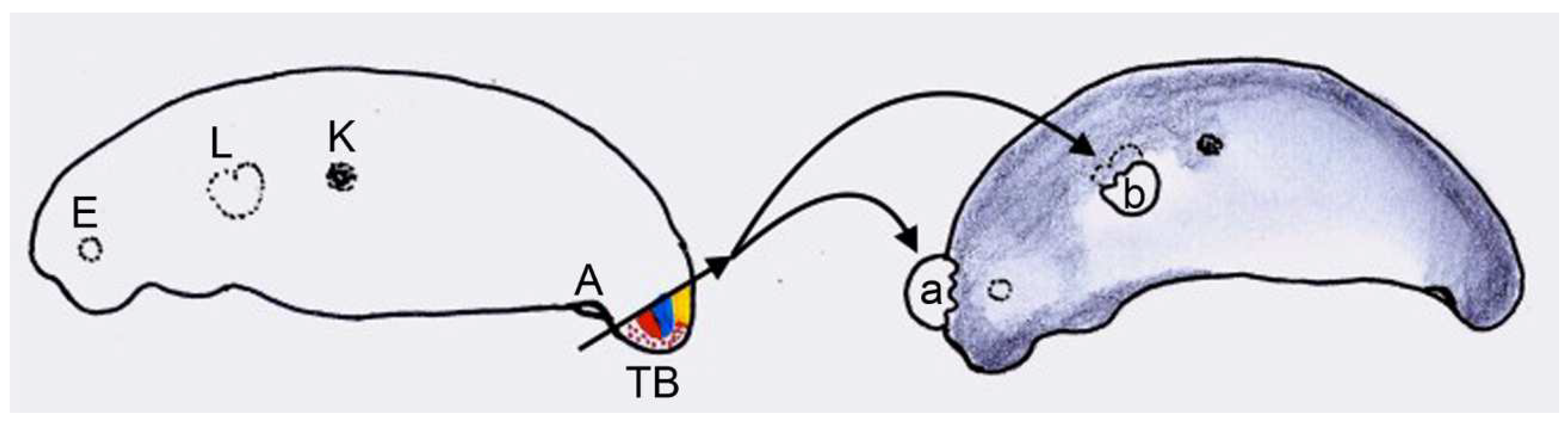 Anatomia 03 00004 g003