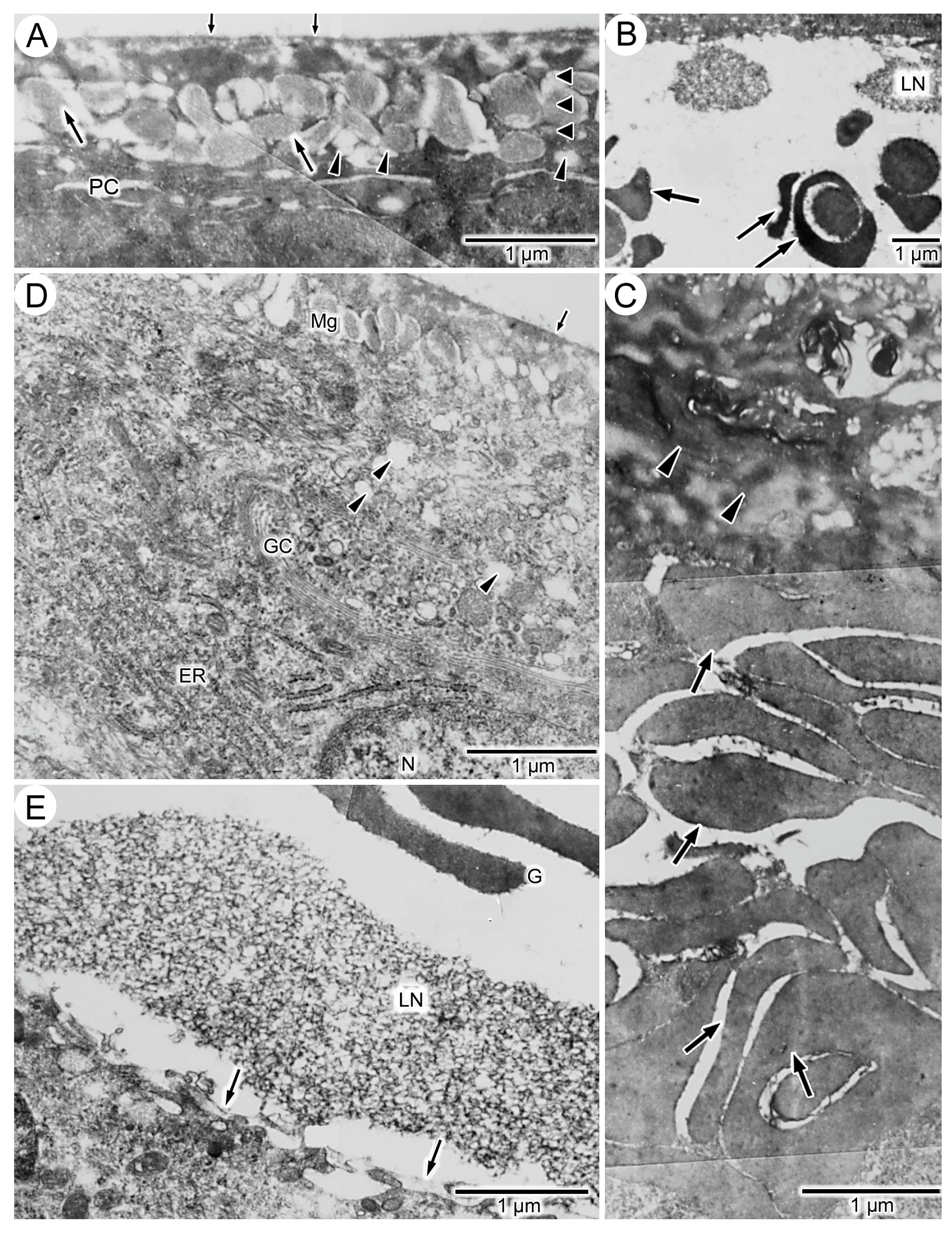 Anatomia 03 00004 g006