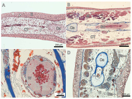 Anatomia 03 00004 g008
