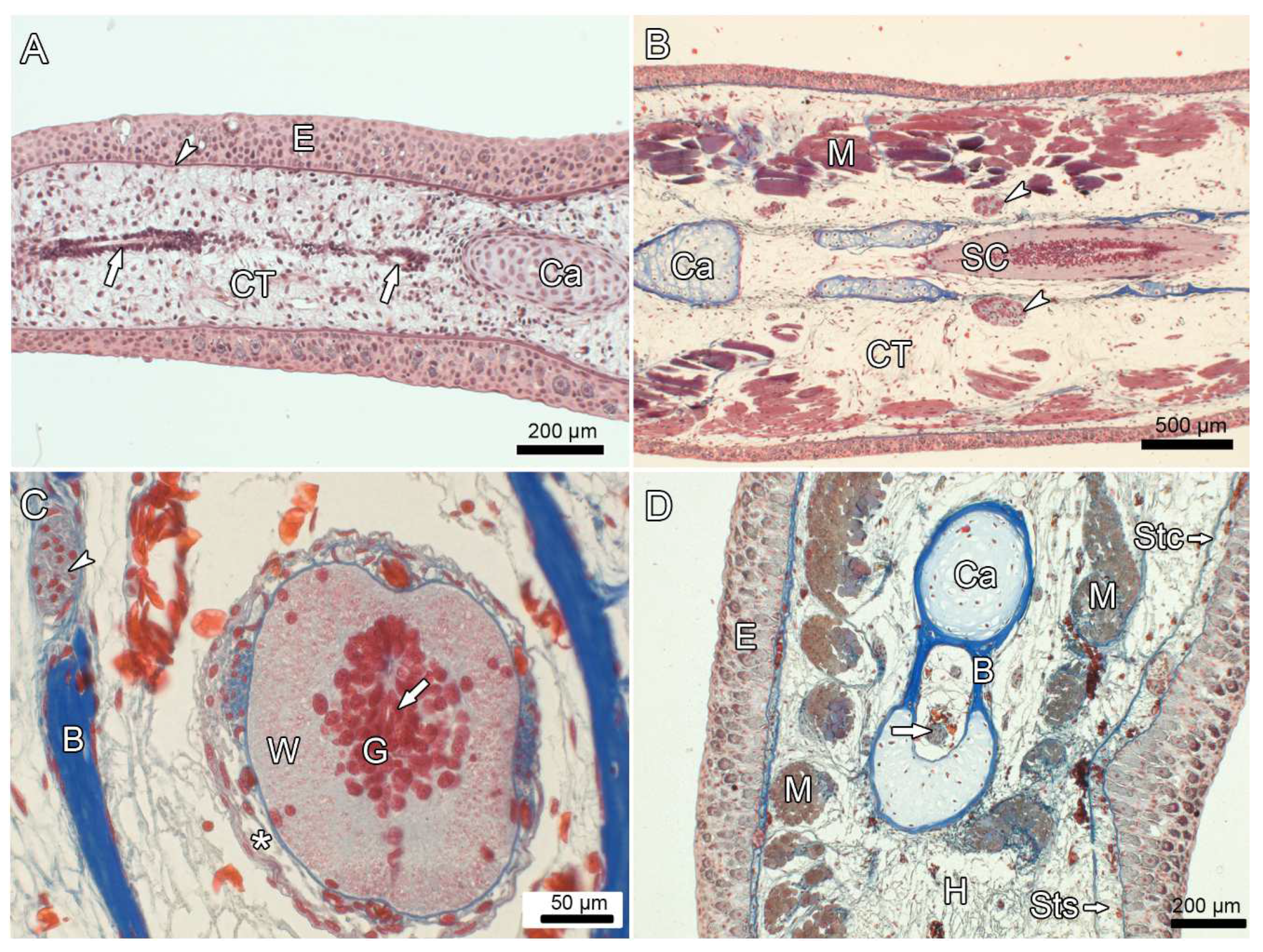Anatomia 03 00004 g008