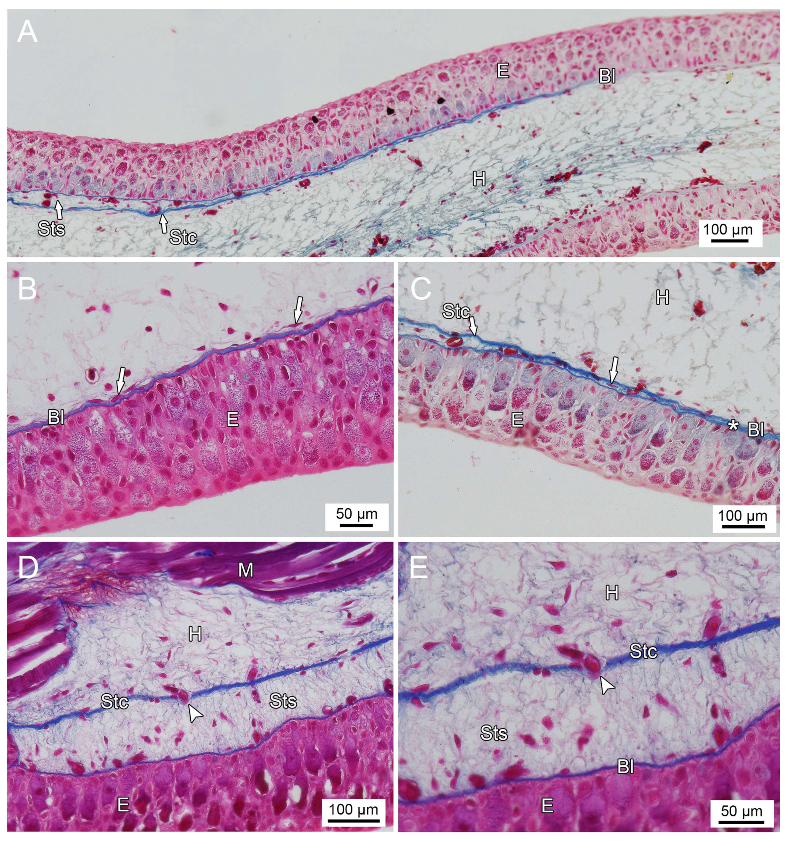 Anatomia 03 00004 g010