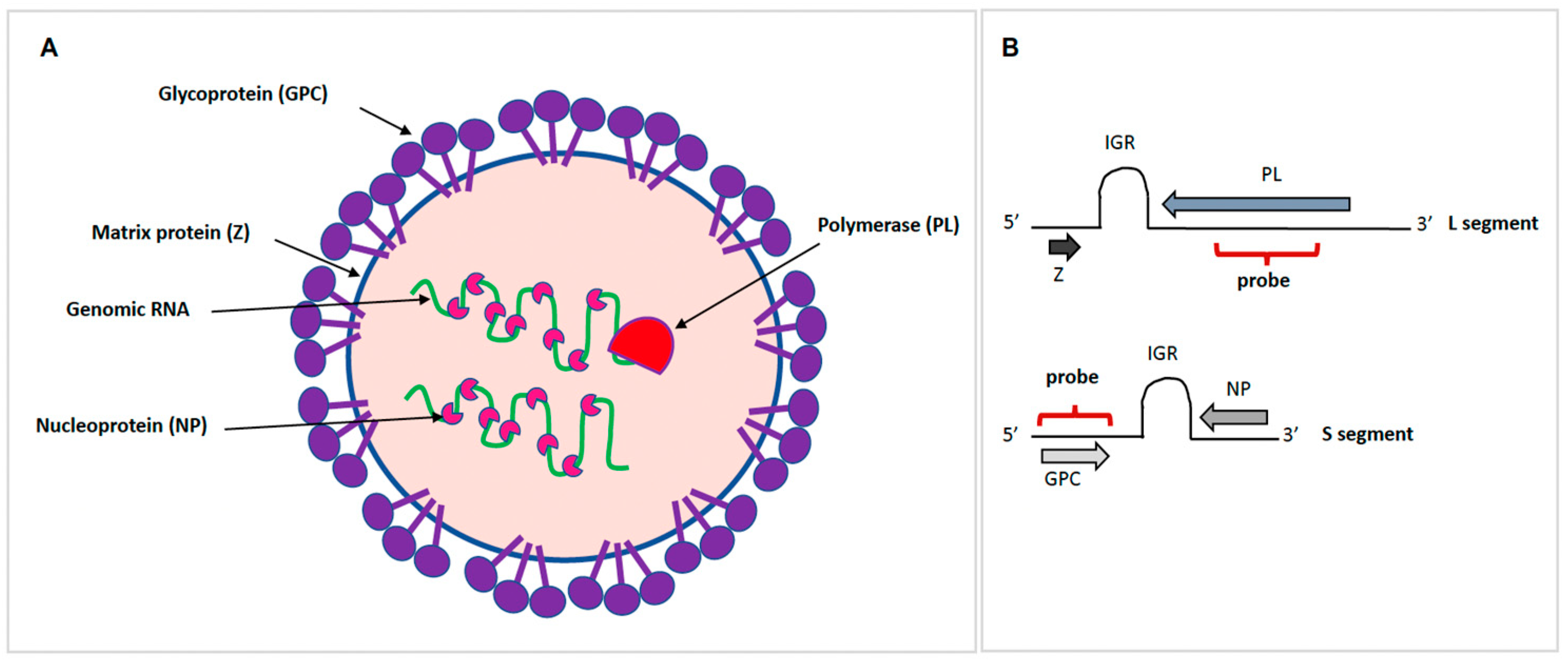 Anatomia 03 00006 g001