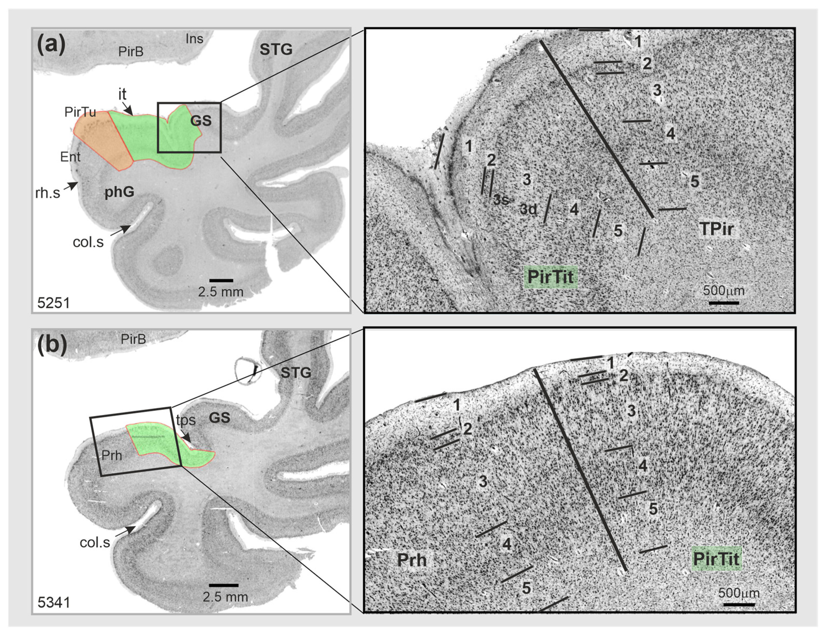 Anatomia 03 00007 g005 Anatomia 03 00007 g005