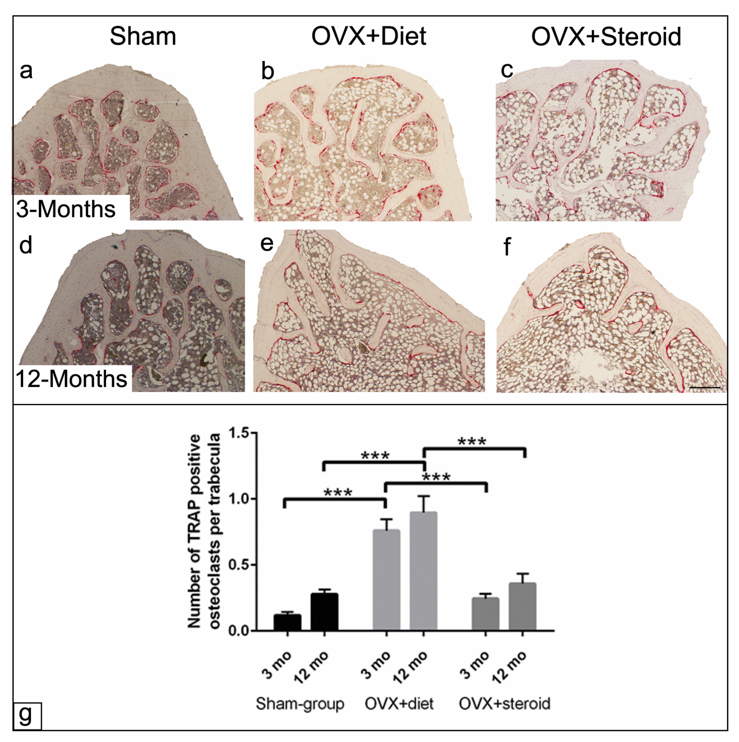 Anatomia 03 00008 g005