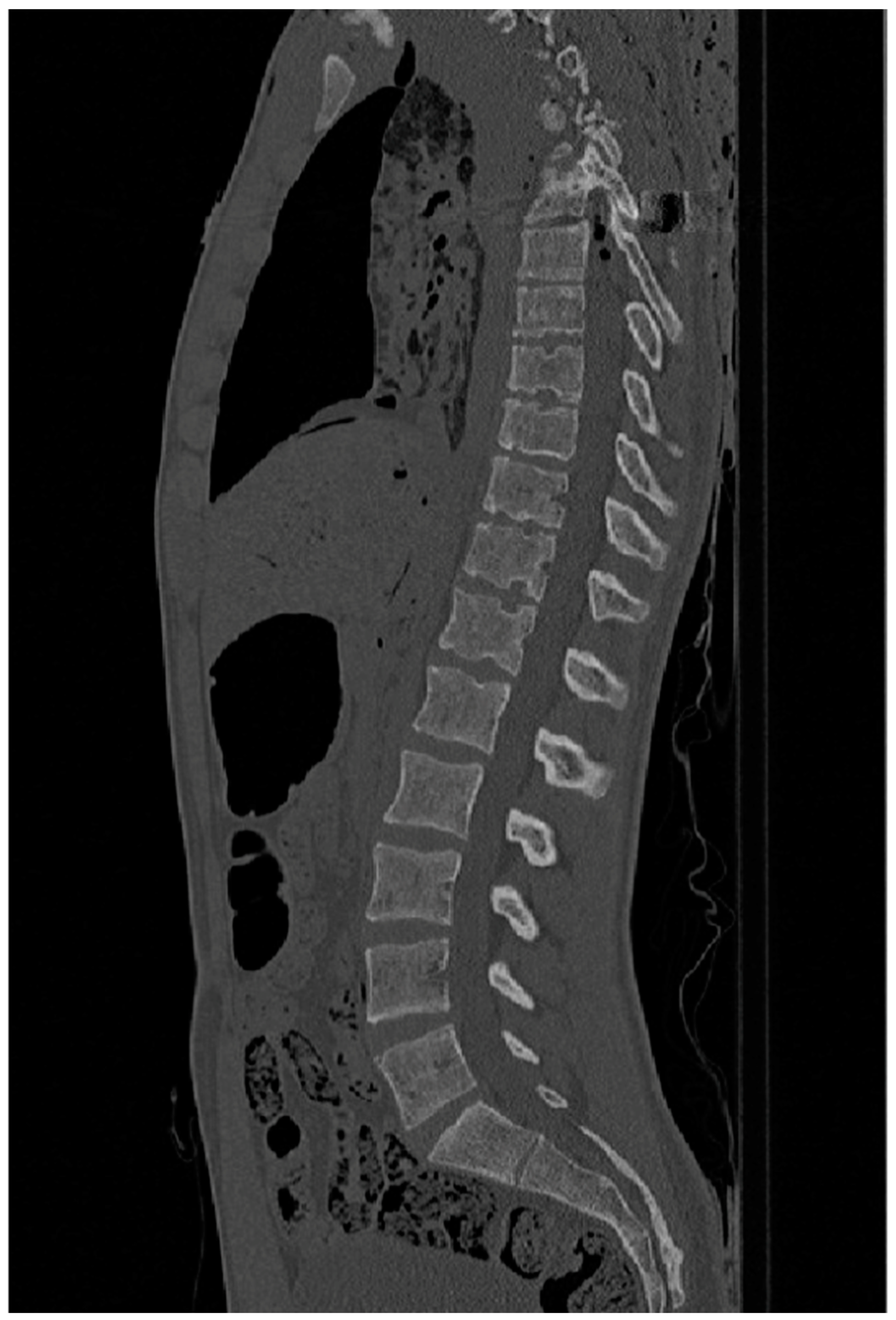 Anatomia 03 00009 g002