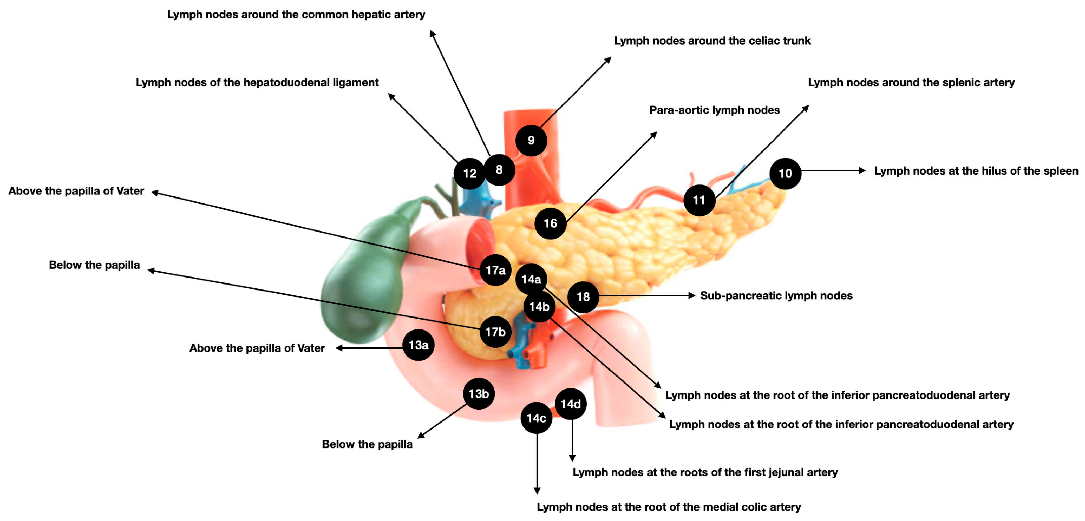 Anatomia 03 00010 g001