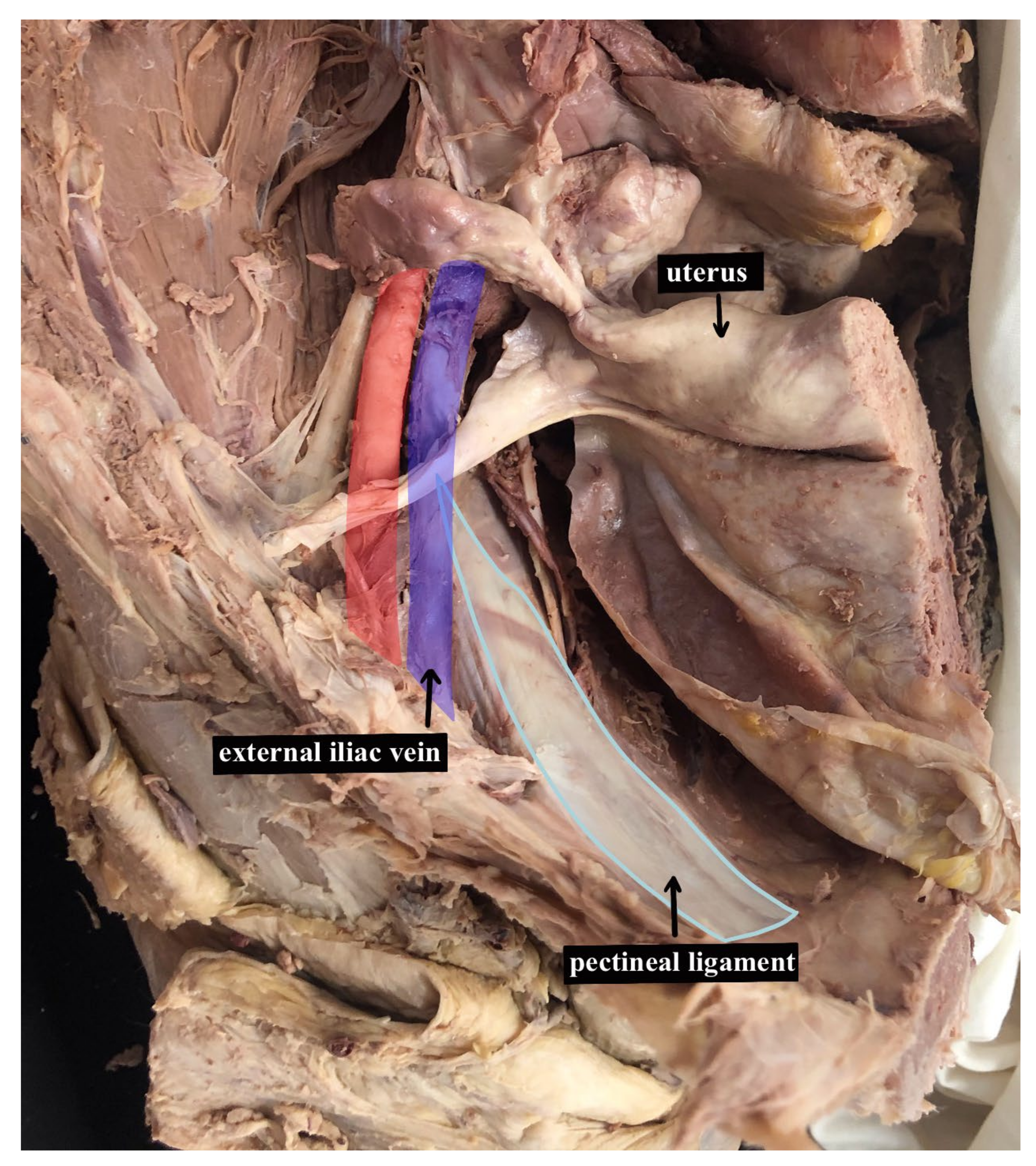 Anatomia 03 00020 g002