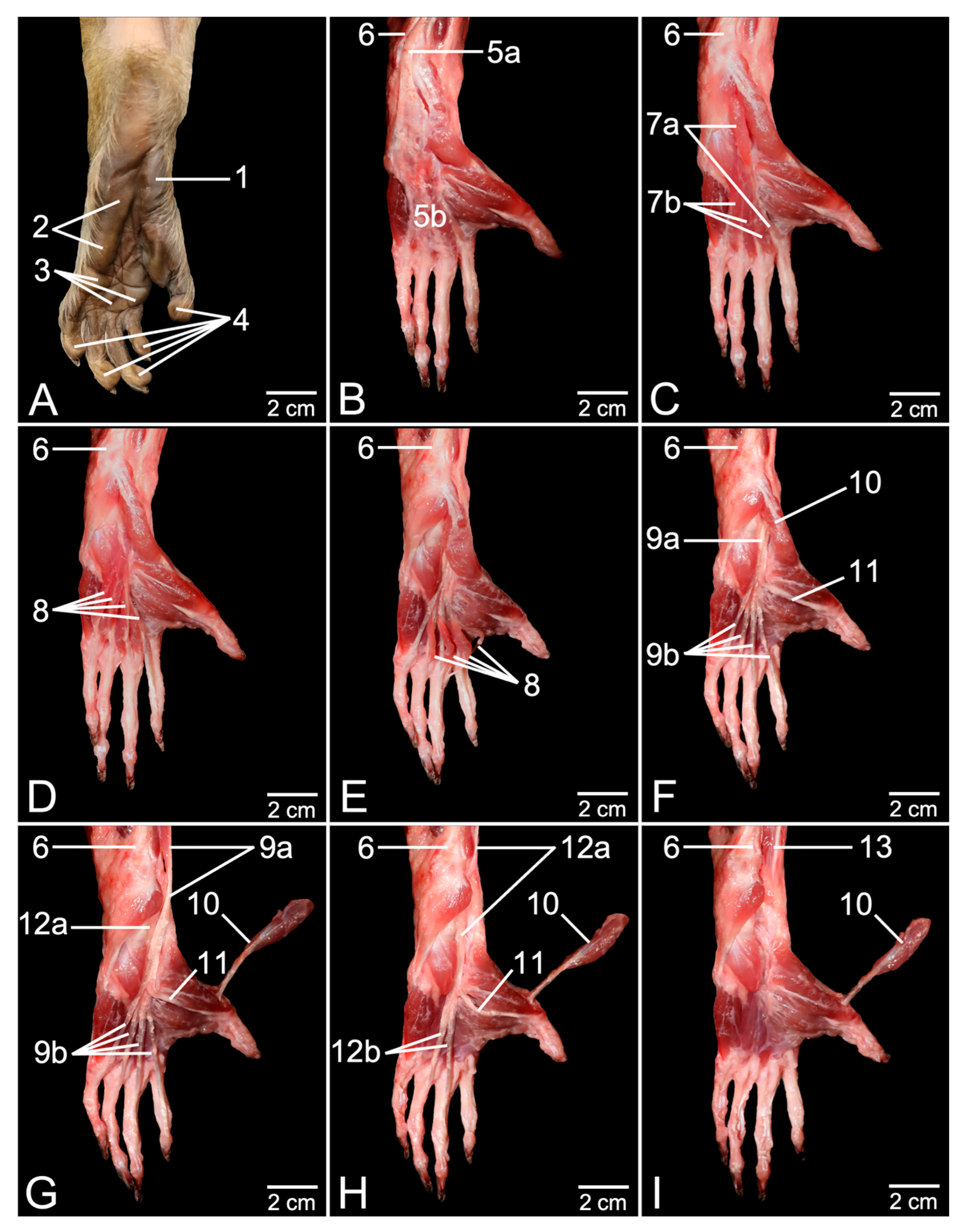 Anatomia 03 00022 g002