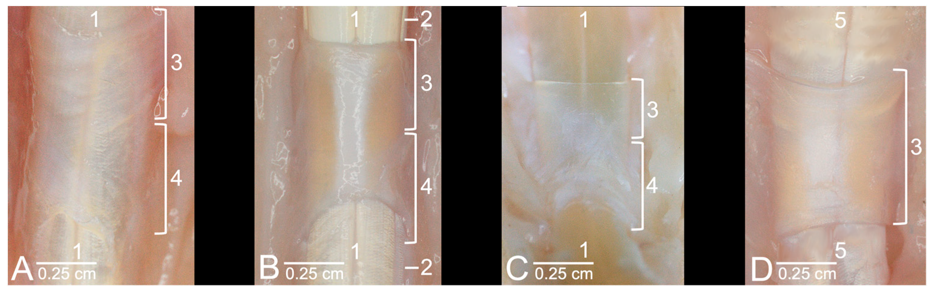 Anatomia 03 00022 g003