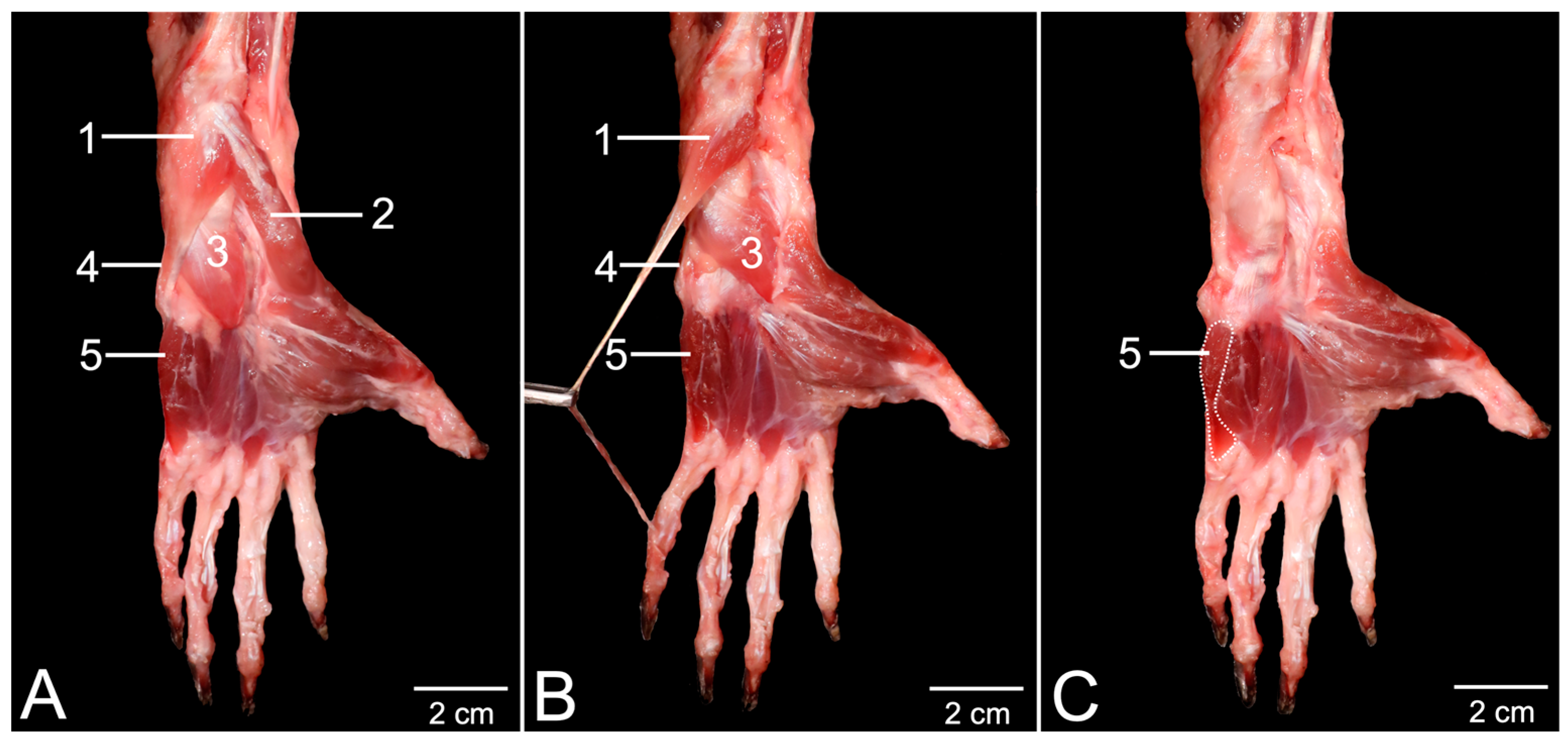 Anatomia 03 00022 g005