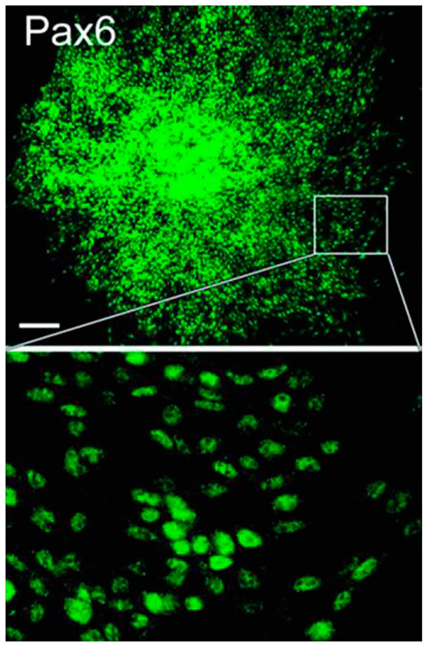 Anatomia 03 00024 g006
