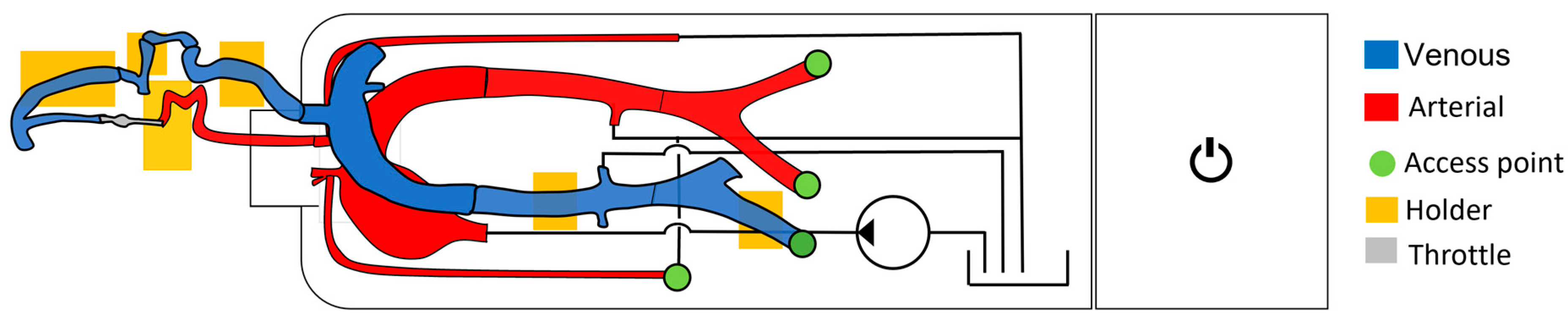 Anatomia 04 00002 g001