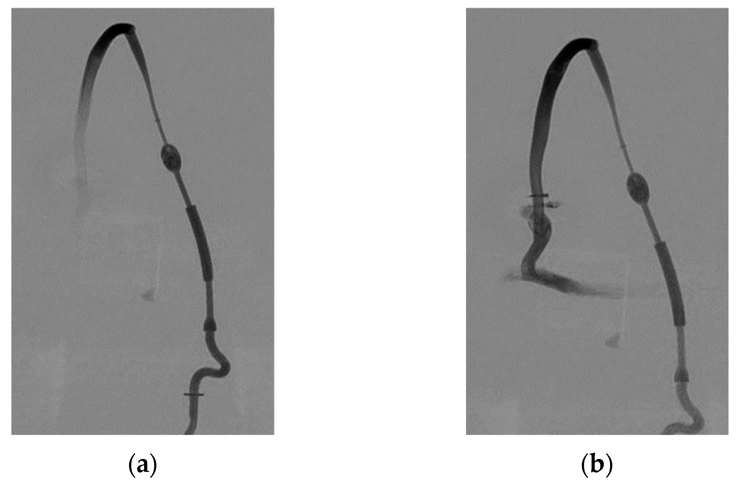 Anatomia 04 00002 g004a